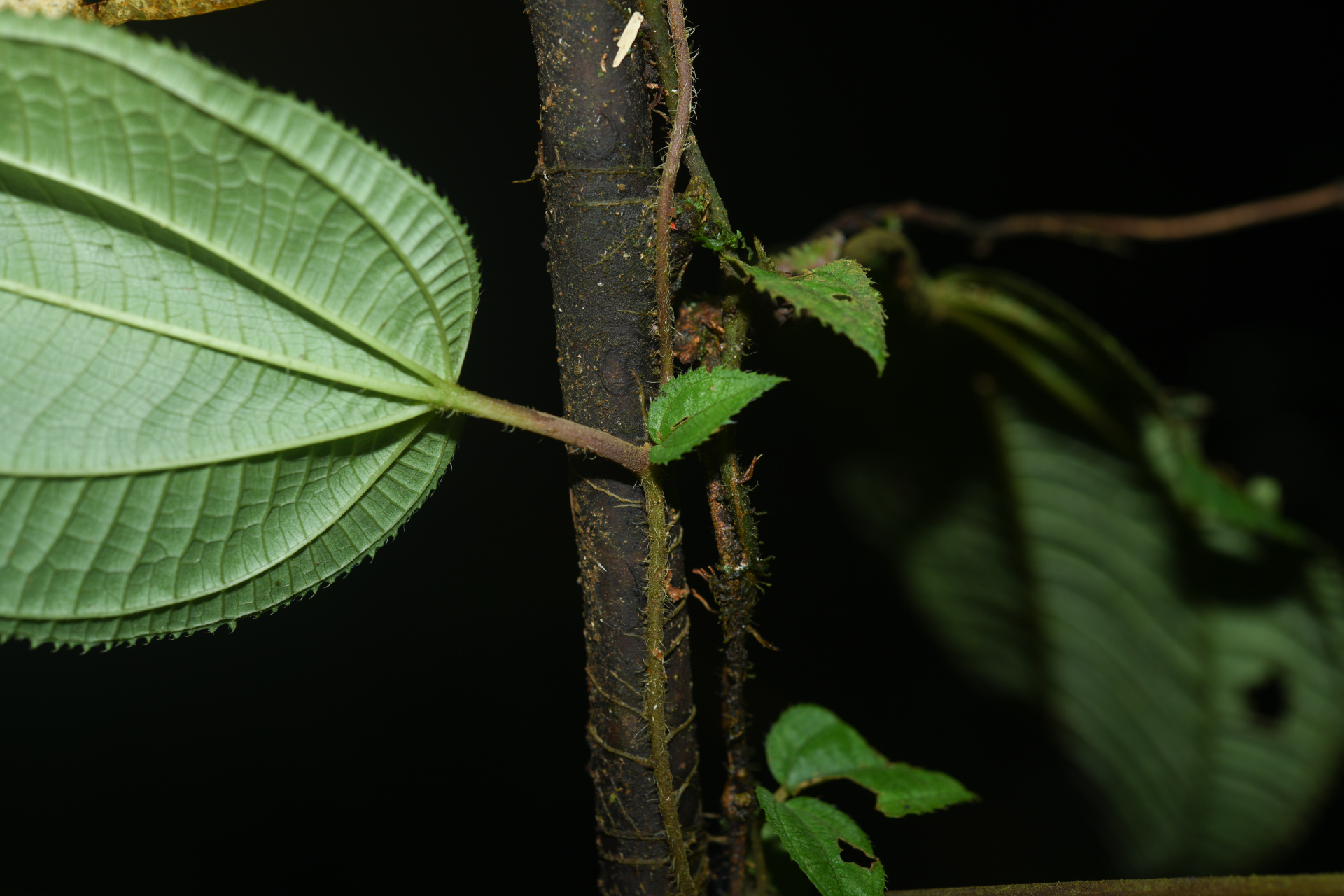 Miconia neoepiphytica Michelang. - Photo Bivouac Naturaliste
