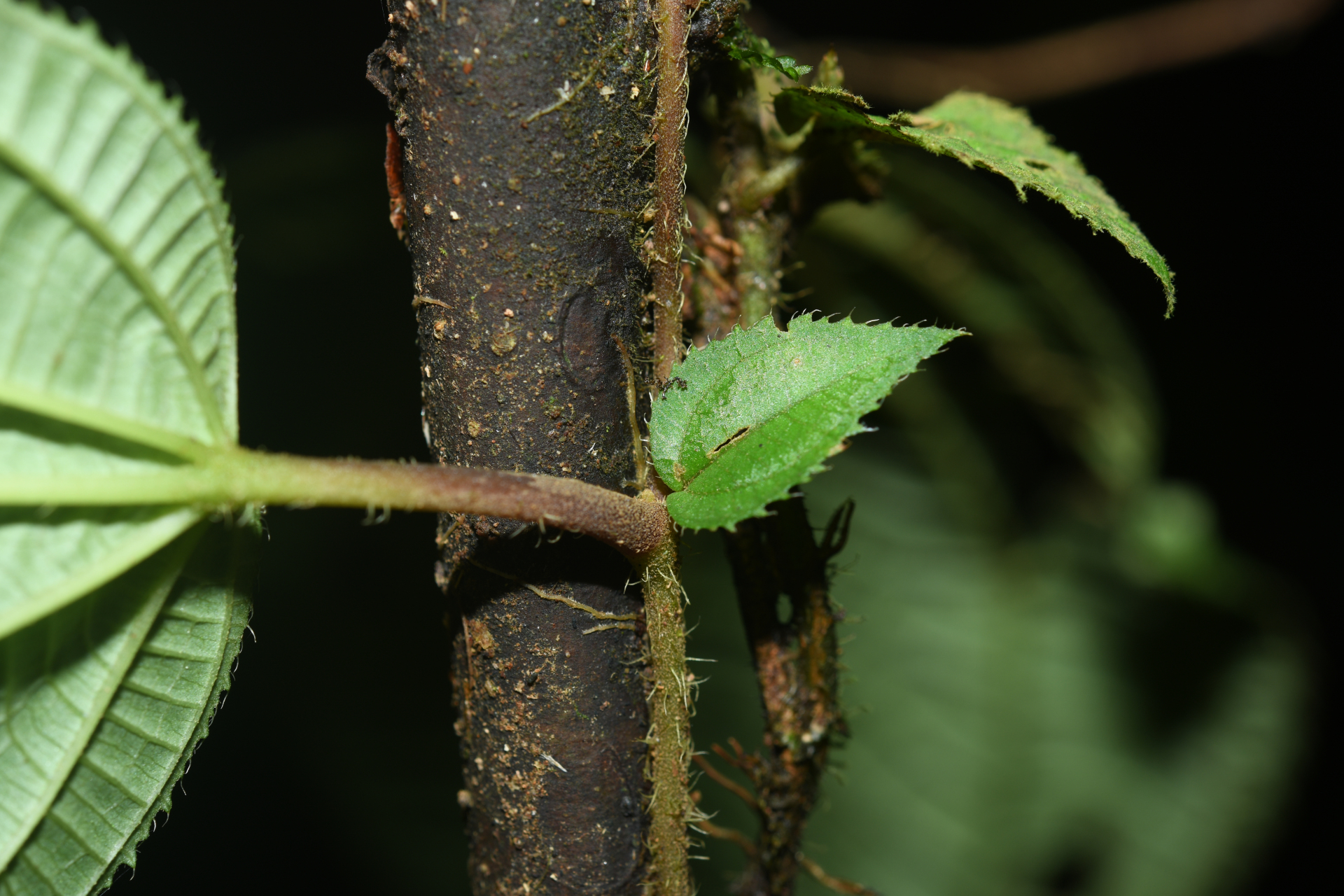Miconia neoepiphytica Michelang. - Photo Bivouac Naturaliste