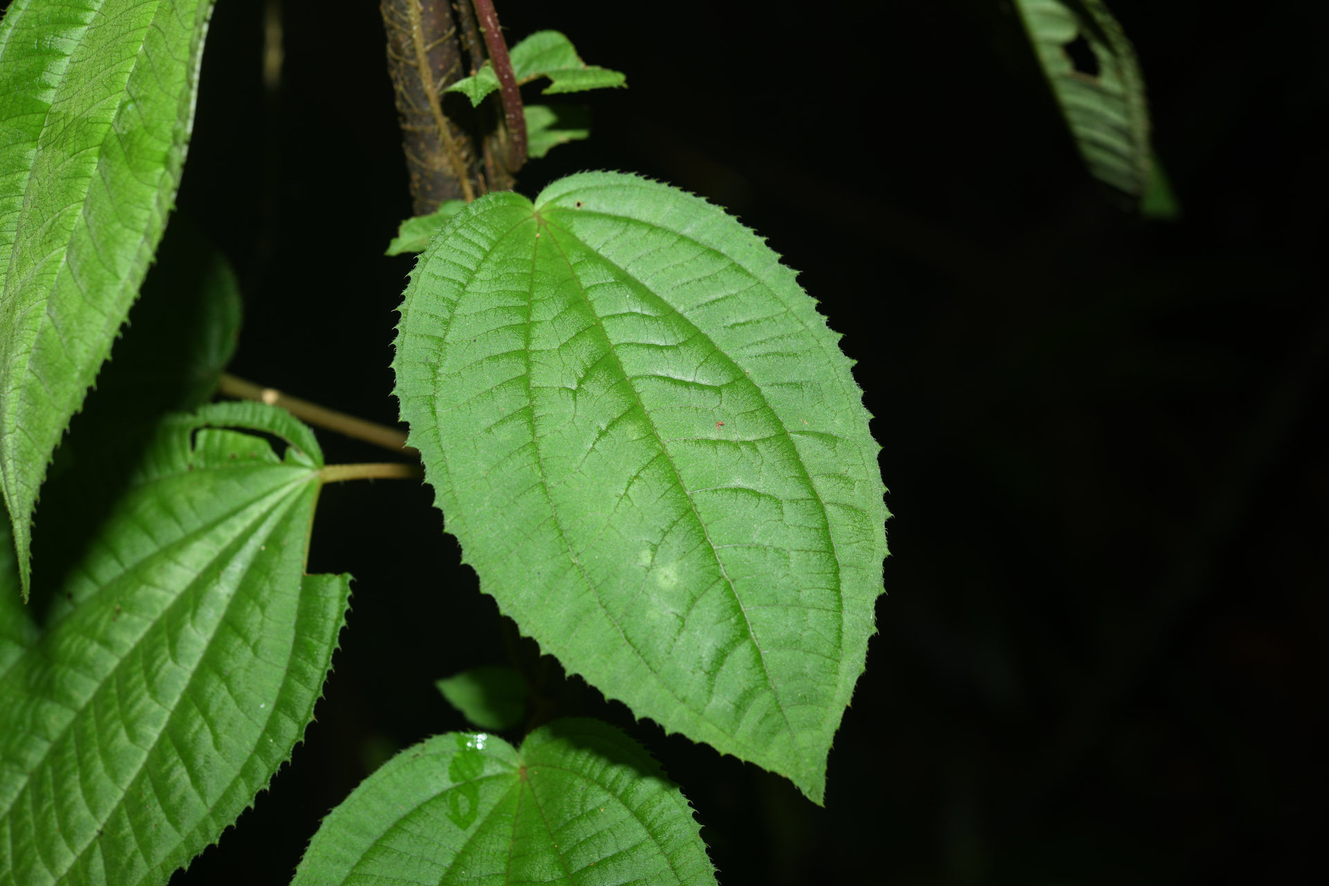 Miconia neoepiphytica Michelang. - Photo Bivouac Naturaliste