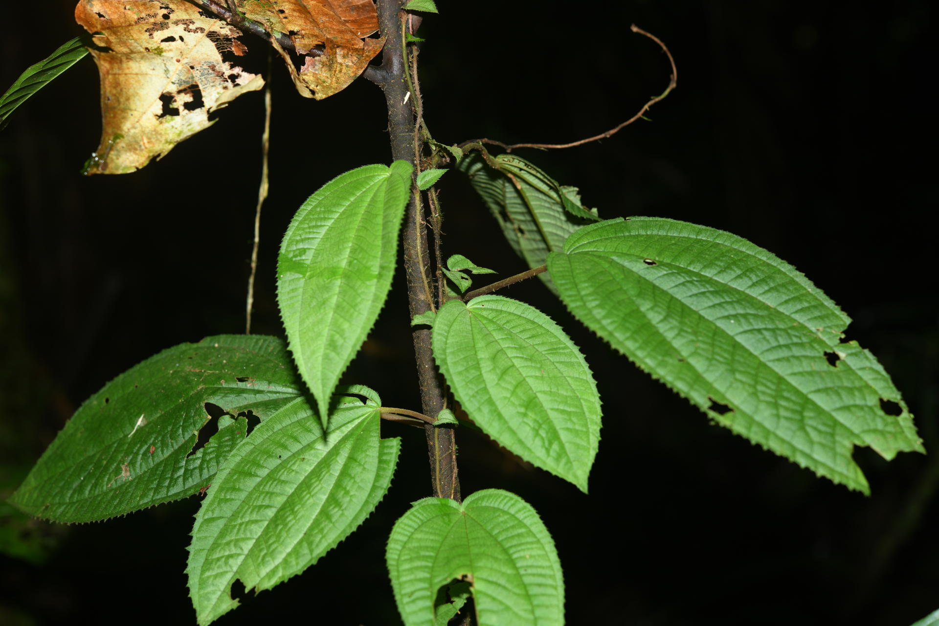 Miconia neoepiphytica Michelang. - Photo Bivouac Naturaliste