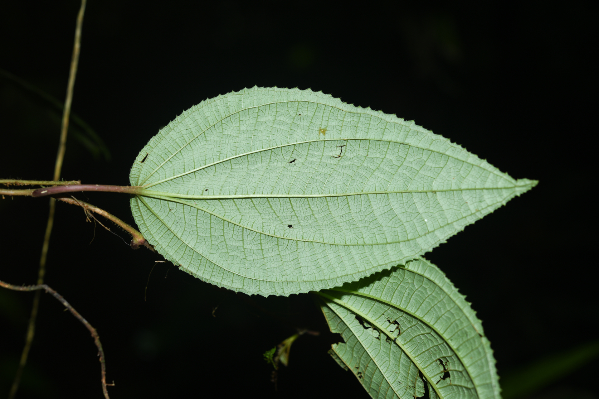 Miconia neoepiphytica Michelang. - Photo Bivouac Naturaliste