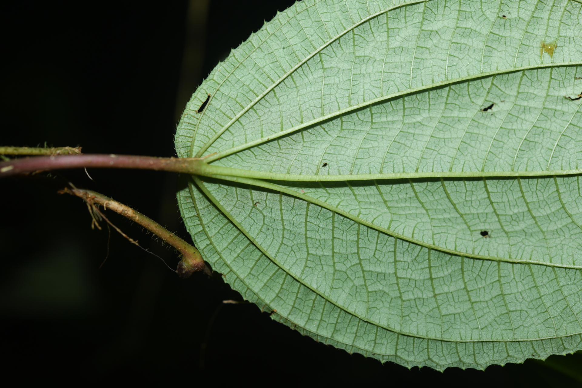 Miconia neoepiphytica Michelang. - Photo Bivouac Naturaliste
