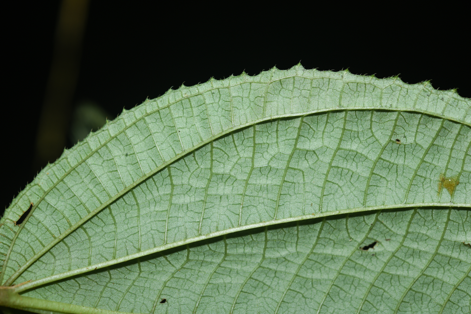 Miconia neoepiphytica Michelang. - Photo Bivouac Naturaliste