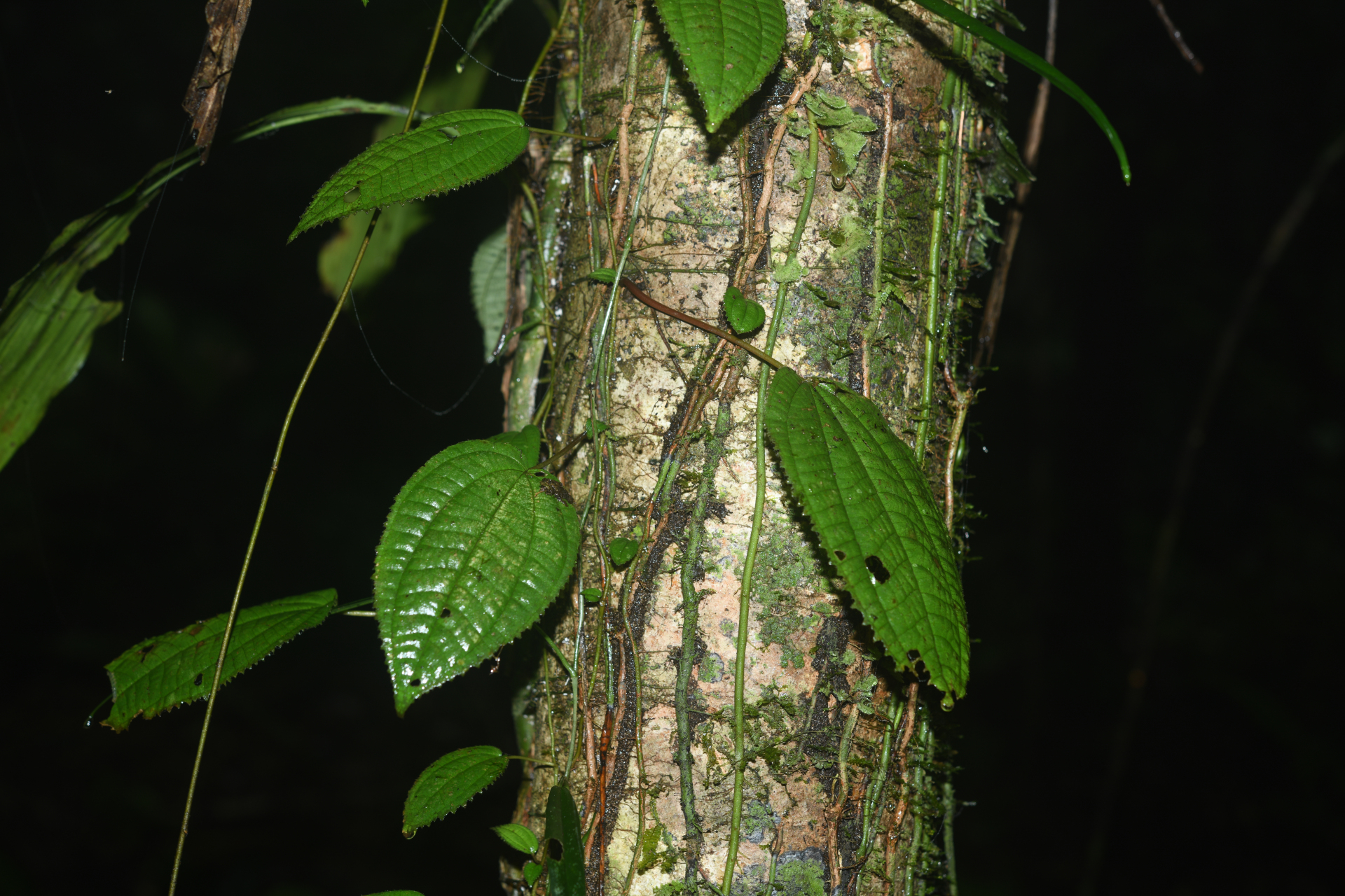 Miconia neoepiphytica Michelang. - Photo Bivouac Naturaliste