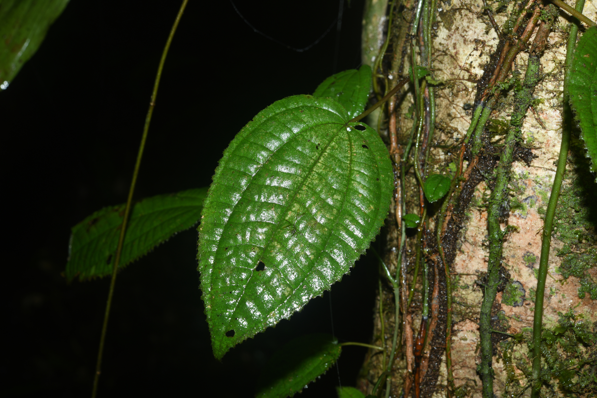 Miconia neoepiphytica Michelang. - Photo Bivouac Naturaliste