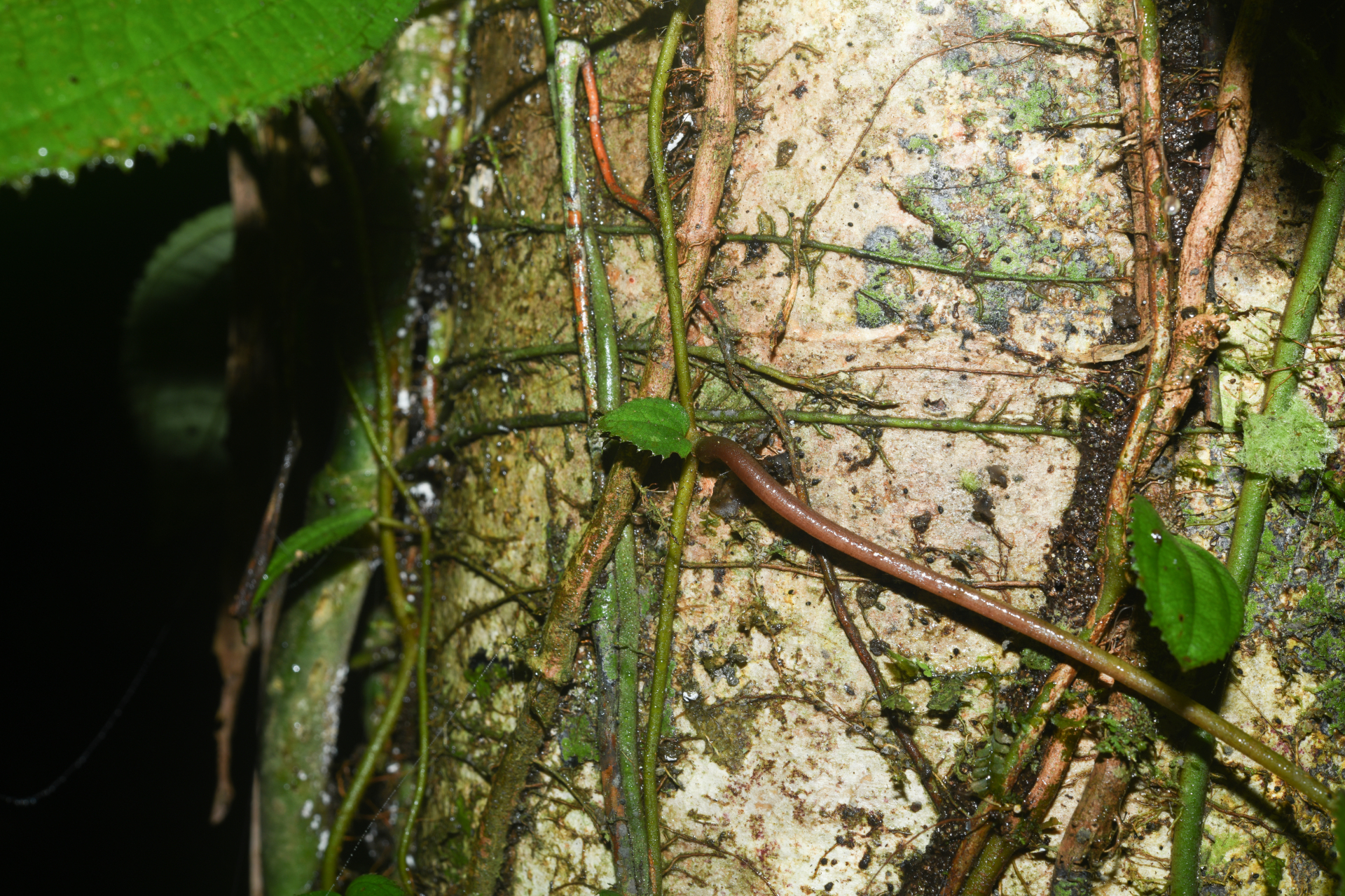 Miconia neoepiphytica Michelang. - Photo Bivouac Naturaliste