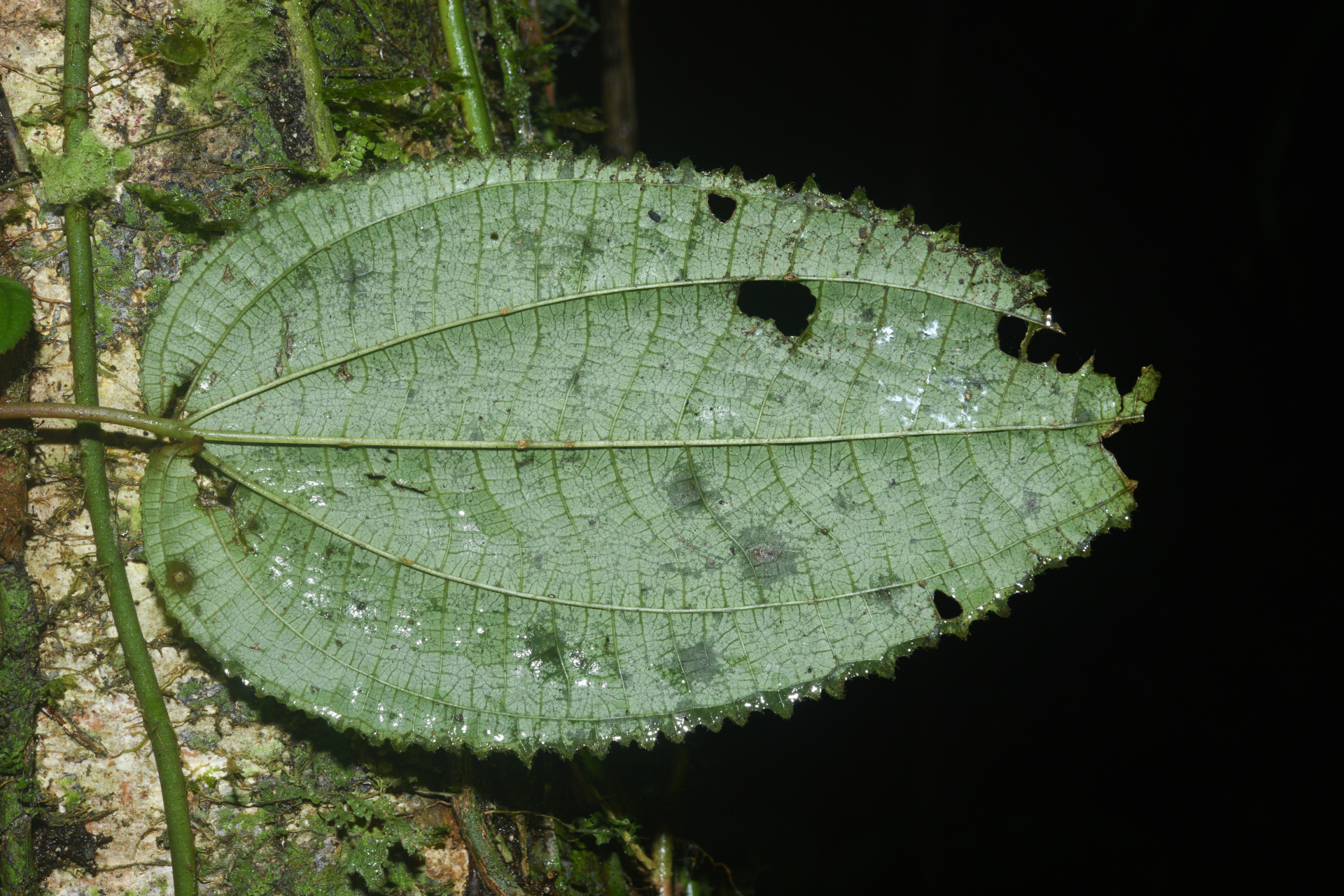 Miconia neoepiphytica Michelang. - Photo Bivouac Naturaliste