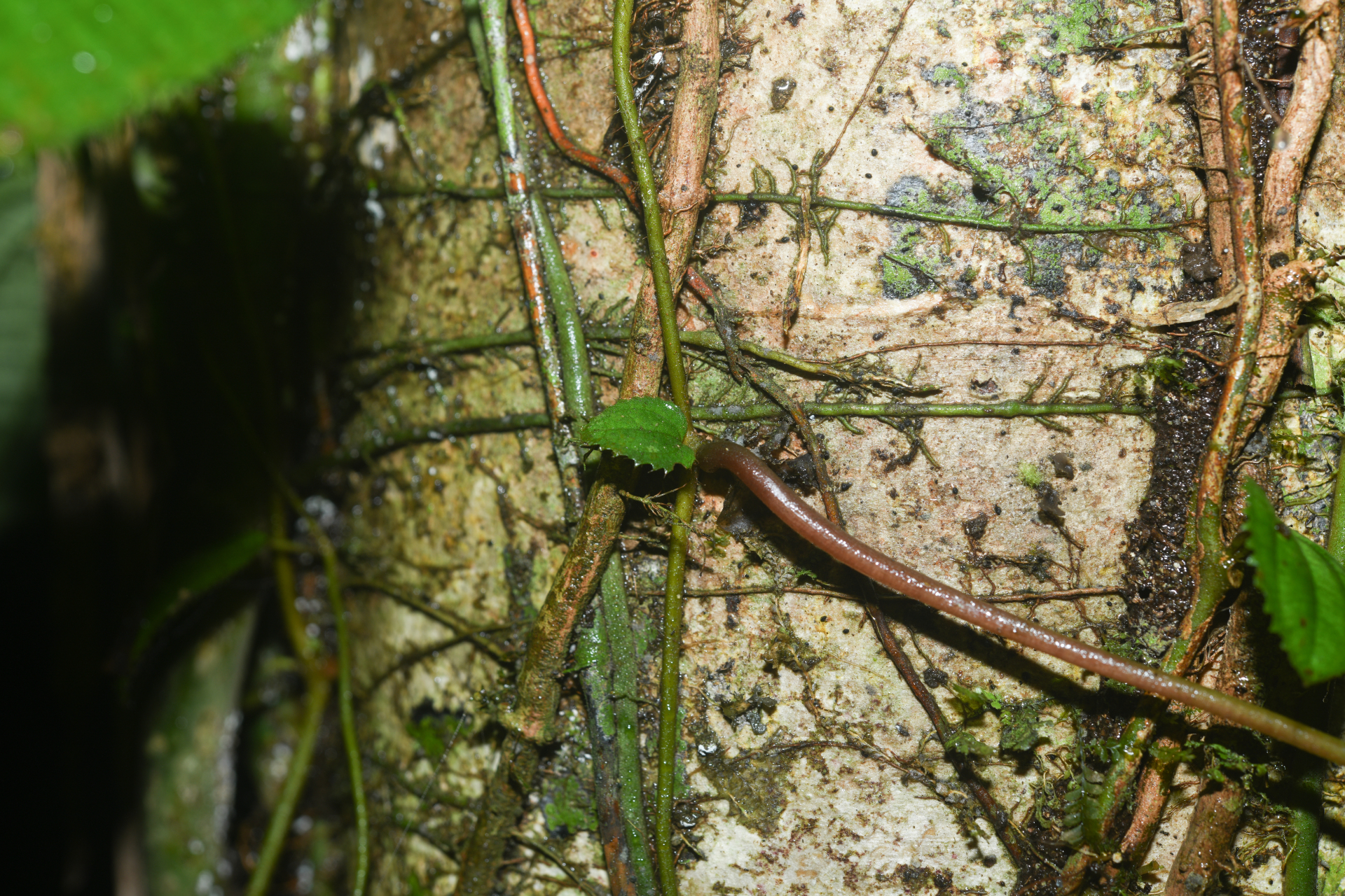 Miconia neoepiphytica Michelang. - Photo Bivouac Naturaliste