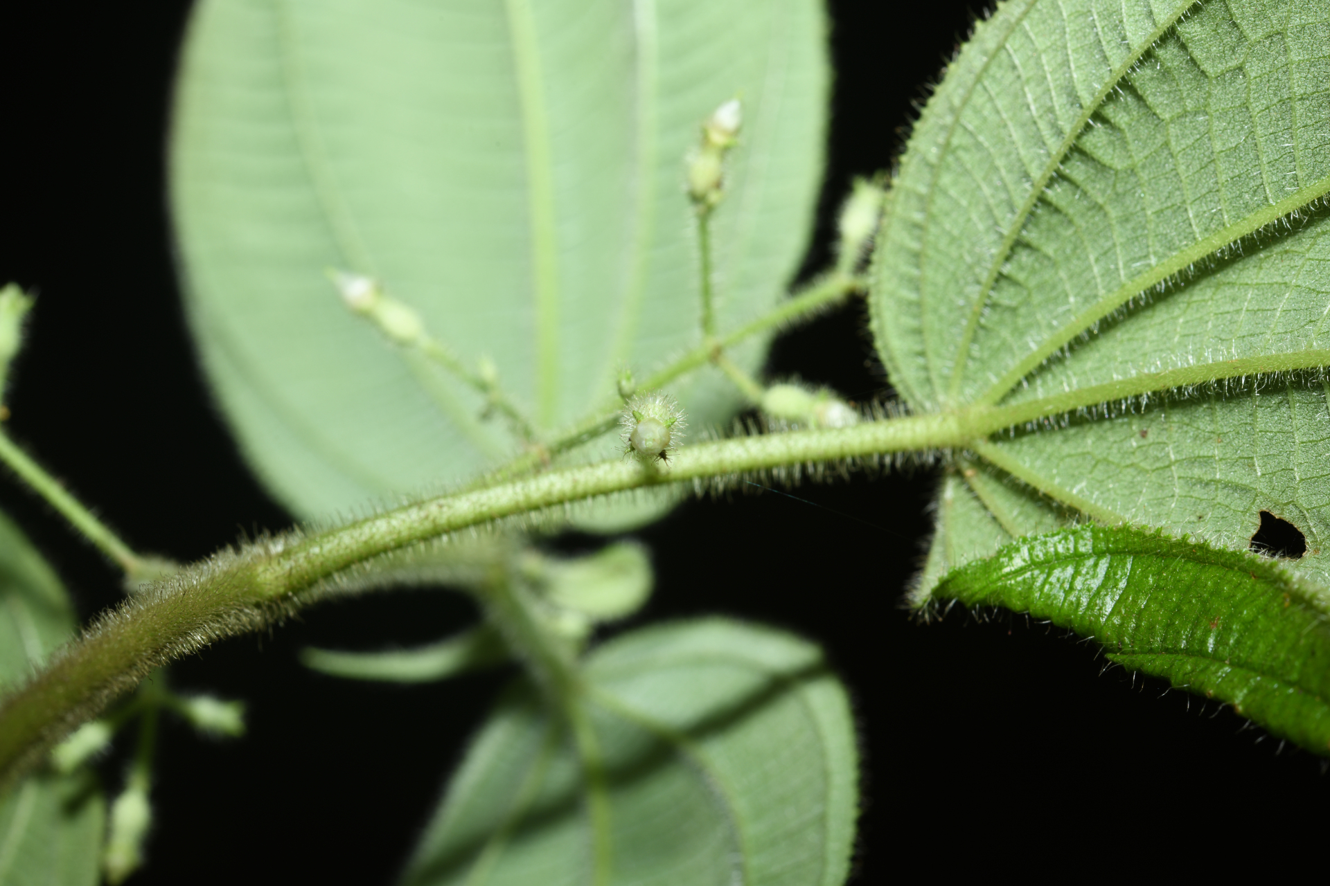 Miconia silvicola (Gleason) Michelang. - Photo Bivouac Naturaliste