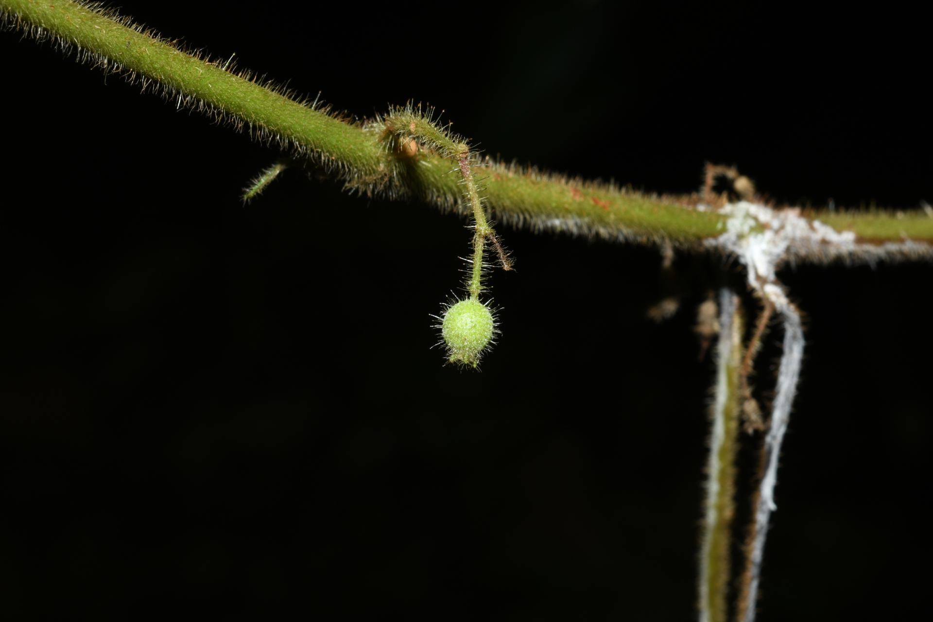 Miconia silvicola (Gleason) Michelang. - Photo Bivouac Naturaliste