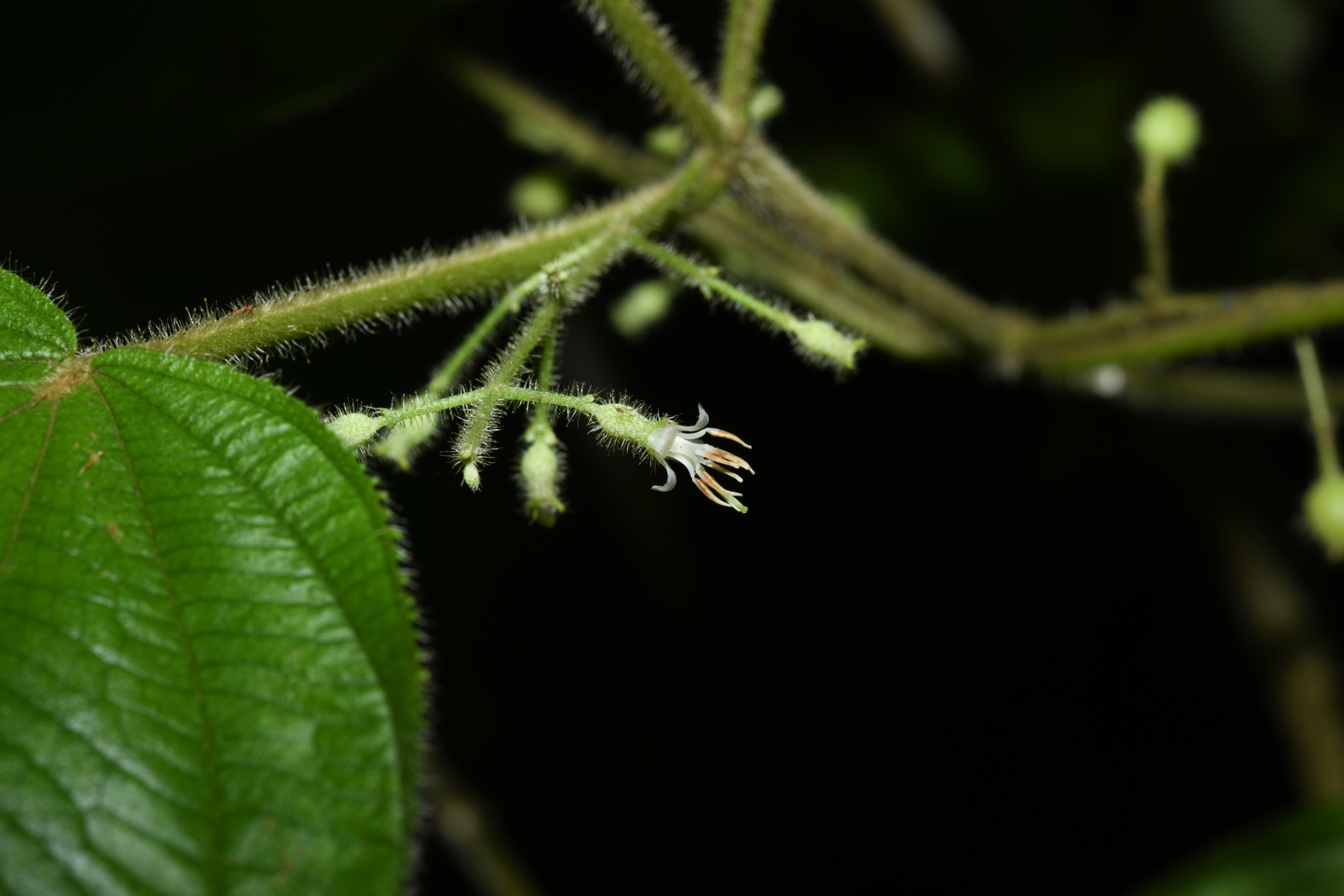Miconia silvicola (Gleason) Michelang. - Photo Bivouac Naturaliste