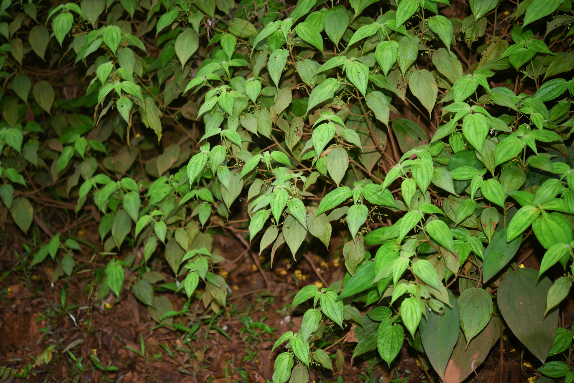 Miconia silvicola (Gleason) Michelang. - Photo Bivouac Naturaliste