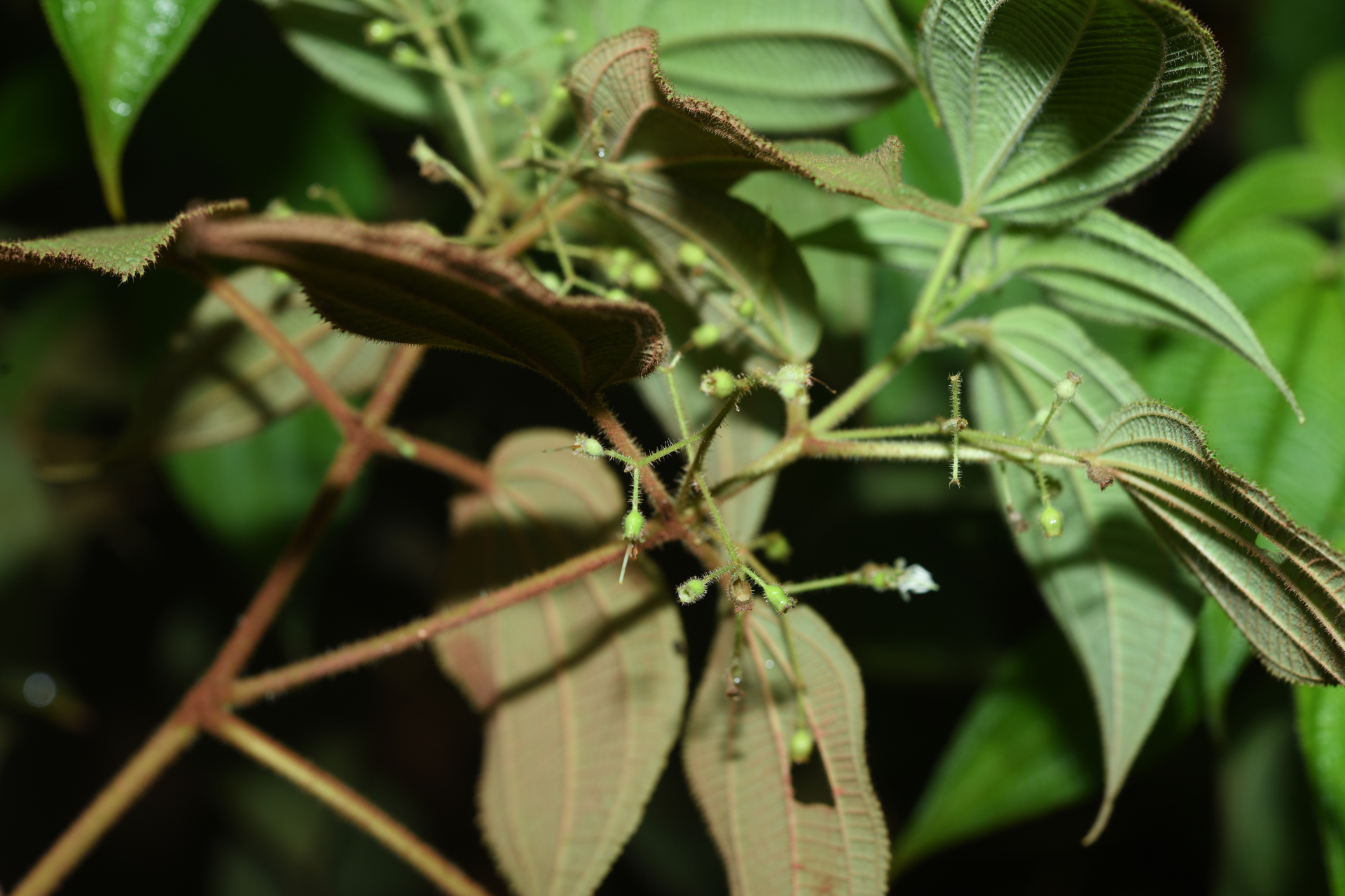 Miconia silvicola (Gleason) Michelang. - Photo Bivouac Naturaliste