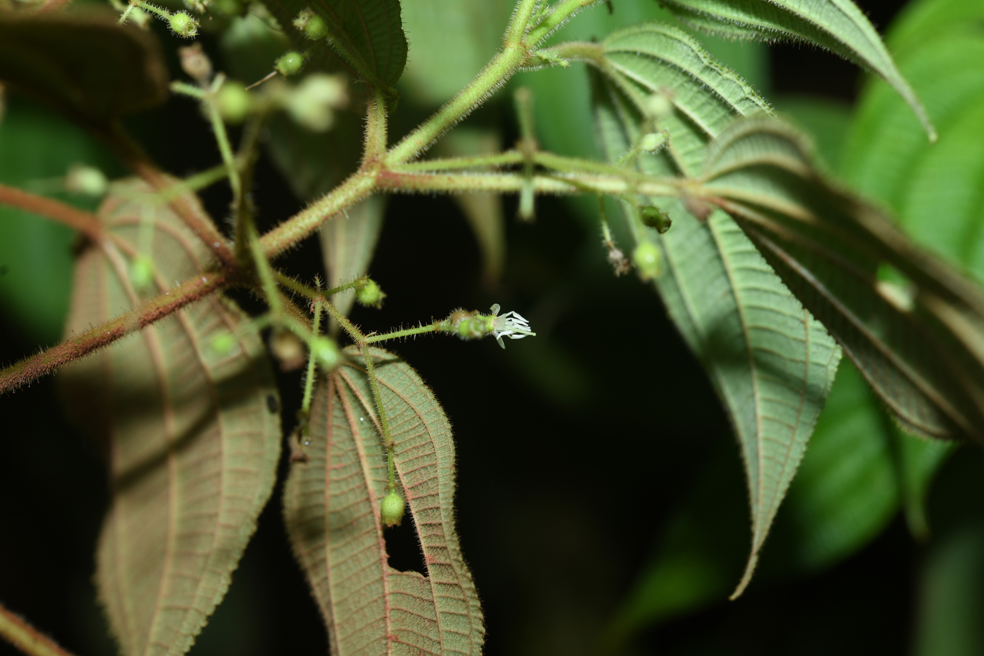 Miconia silvicola (Gleason) Michelang. - Photo Bivouac Naturaliste