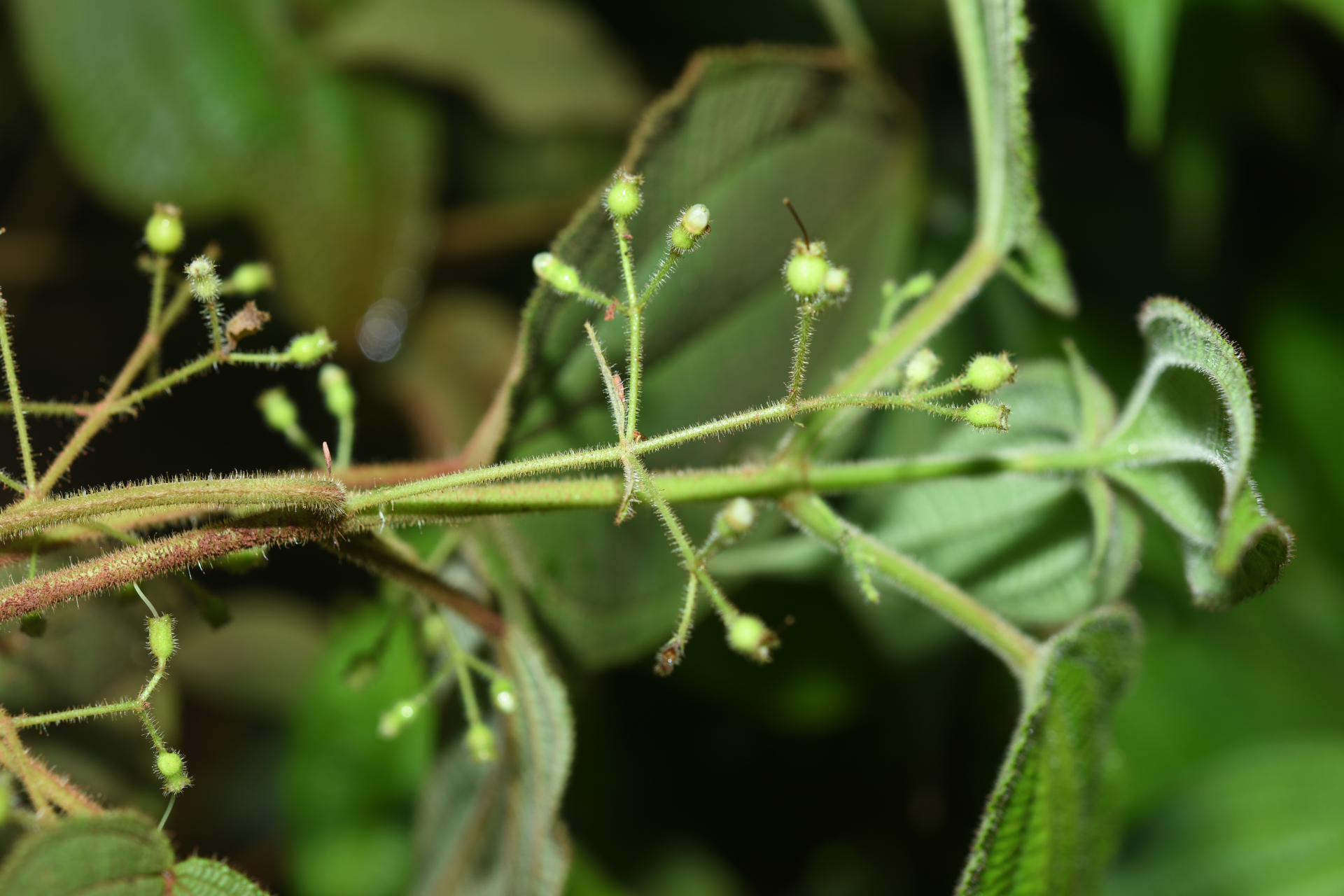 Miconia silvicola (Gleason) Michelang. - Photo Bivouac Naturaliste