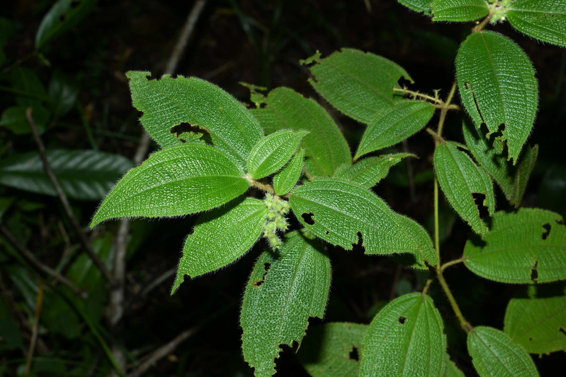 Miconia dependens (D.Don) Judd & Majure - Photo Bivouac Naturaliste