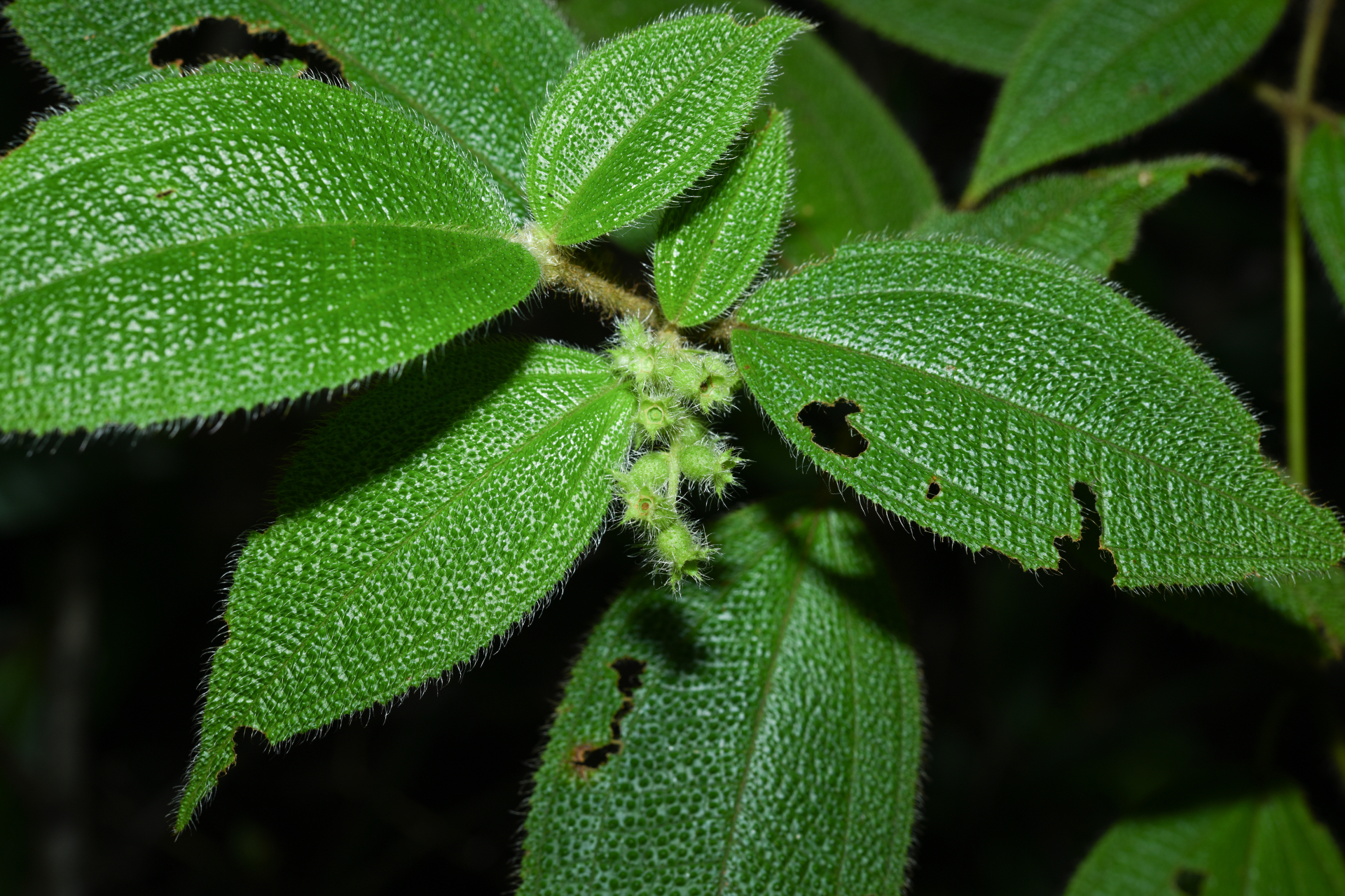 Miconia dependens (D.Don) Judd & Majure - Photo Bivouac Naturaliste