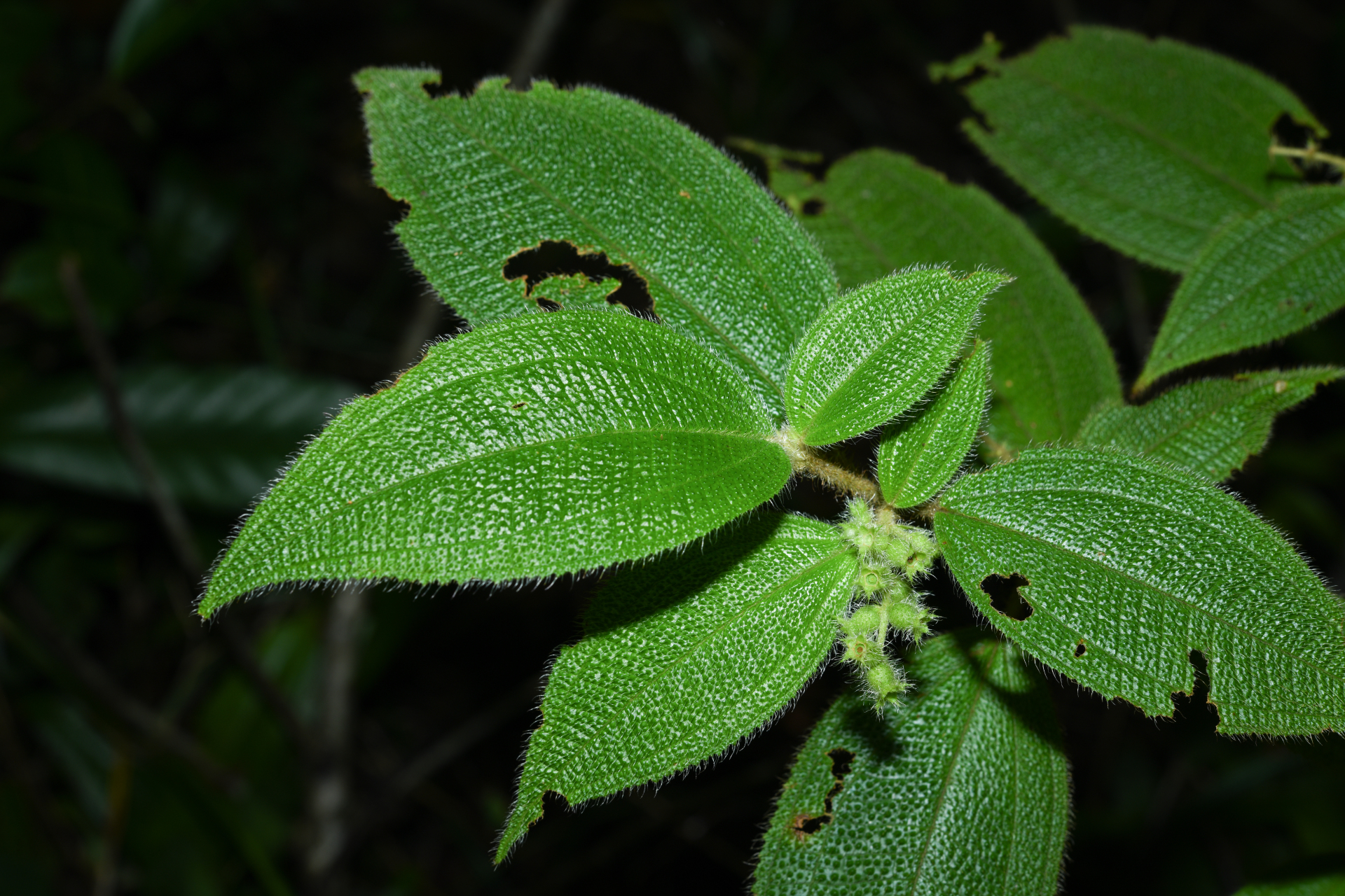 Miconia dependens (D.Don) Judd & Majure - Photo Bivouac Naturaliste