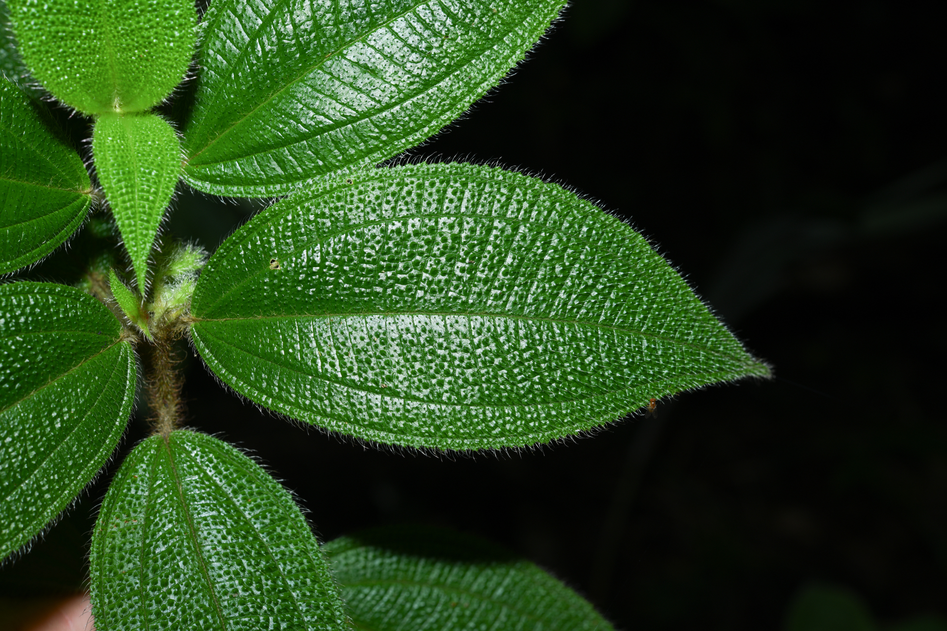Miconia dependens (D.Don) Judd & Majure - Photo Bivouac Naturaliste