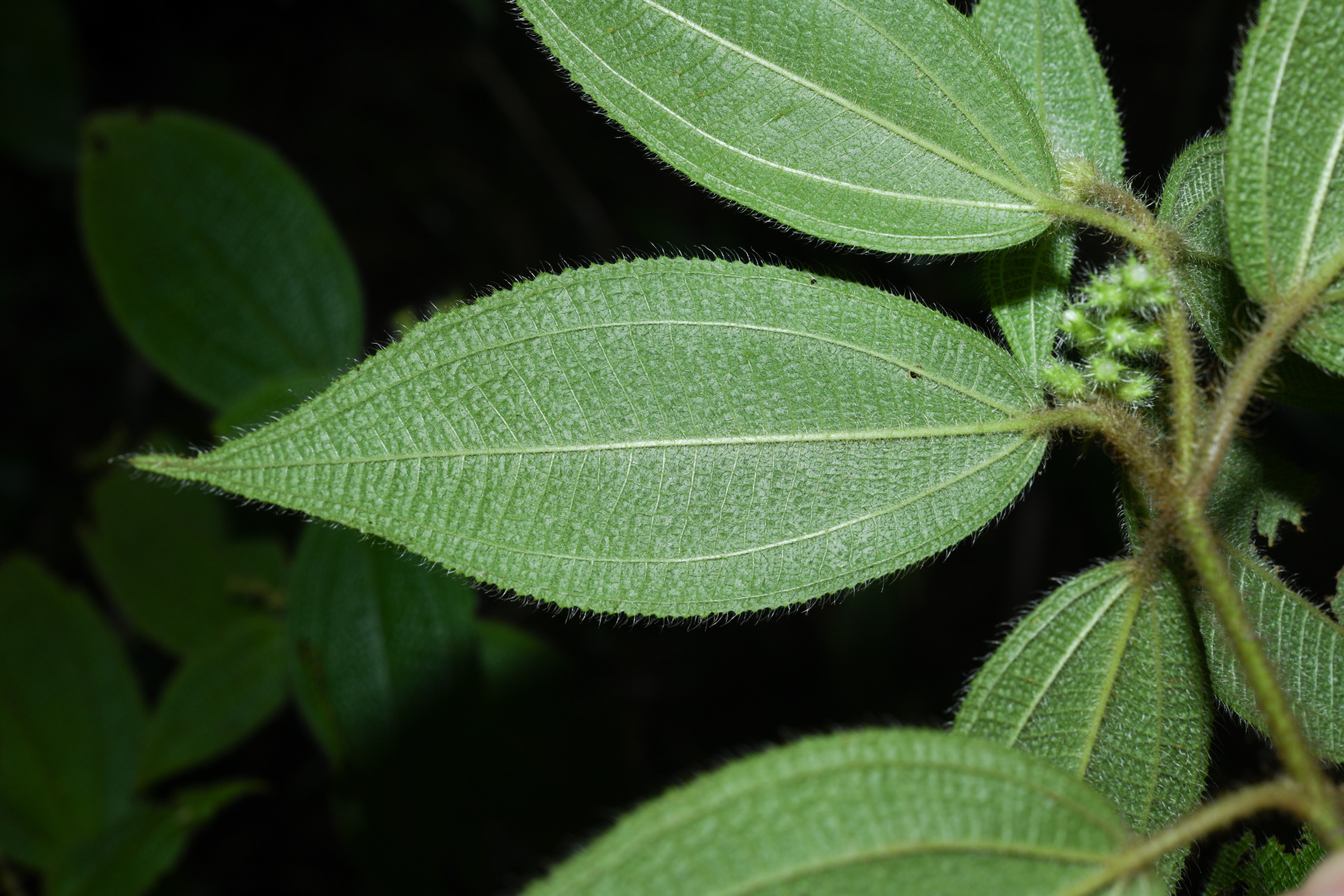 Miconia dependens (D.Don) Judd & Majure - Photo Bivouac Naturaliste