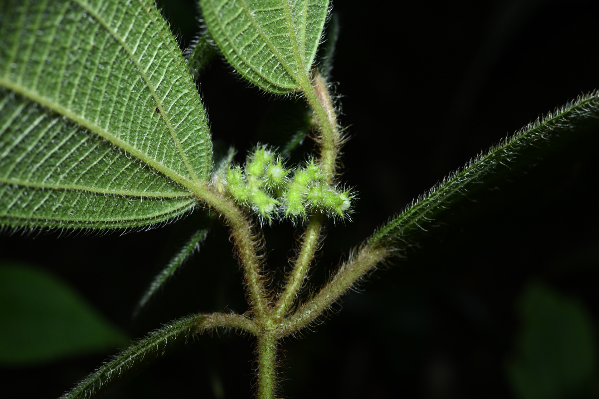 Miconia dependens (D.Don) Judd & Majure - Photo Bivouac Naturaliste