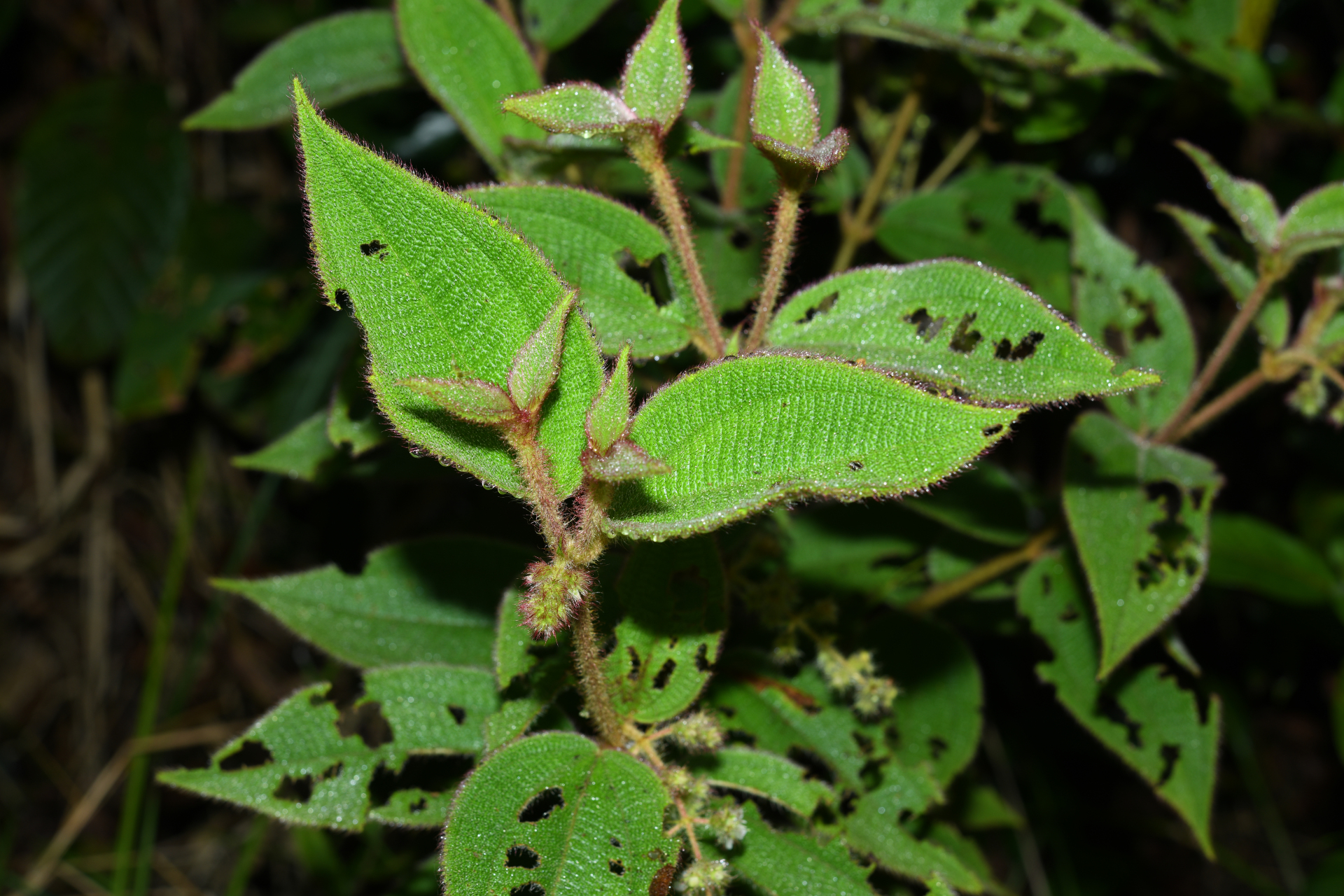 Miconia dependens (D.Don) Judd & Majure - Photo Bivouac Naturaliste