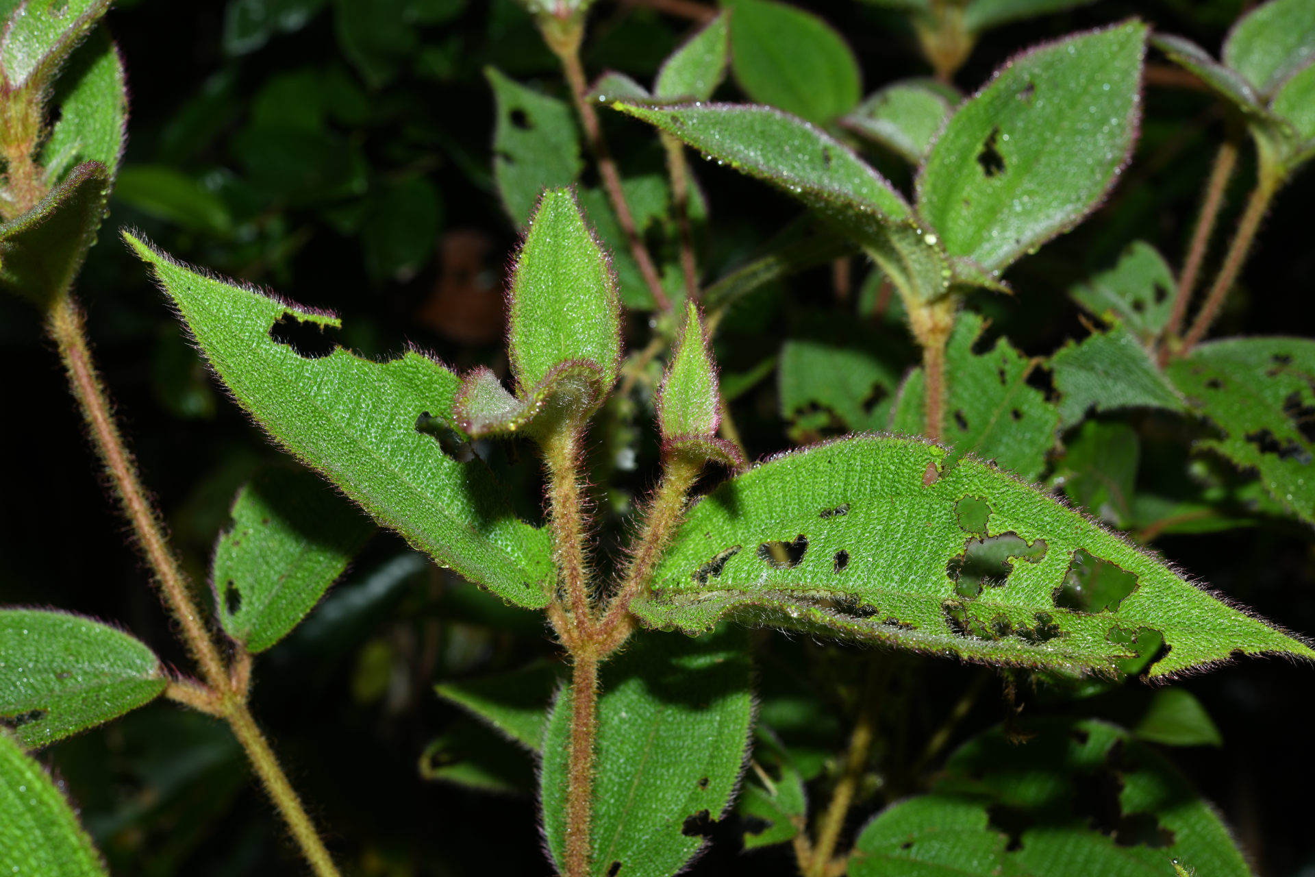 Miconia dependens (D.Don) Judd & Majure - Photo Bivouac Naturaliste