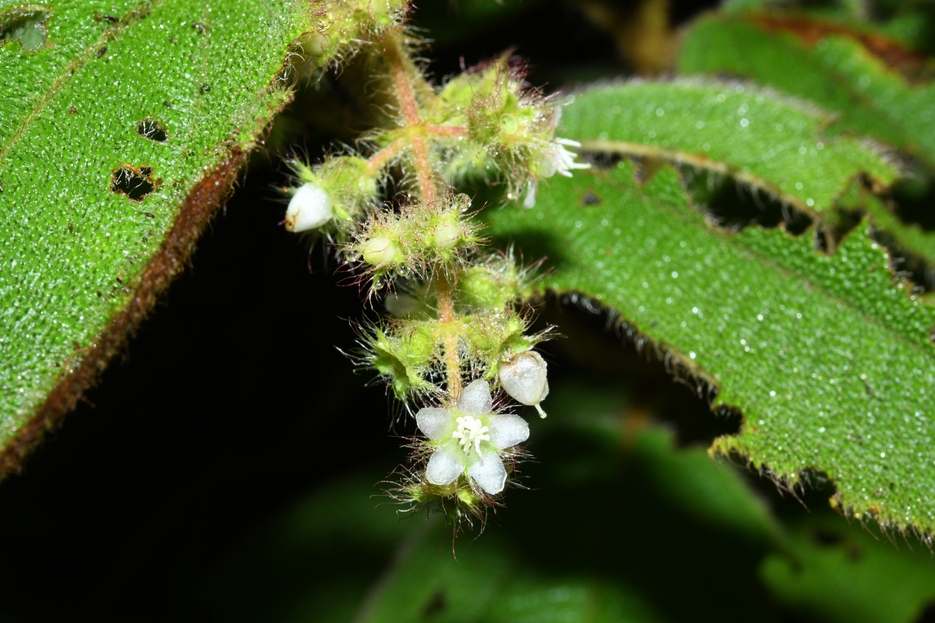Miconia dependens (D.Don) Judd & Majure - Photo Bivouac Naturaliste