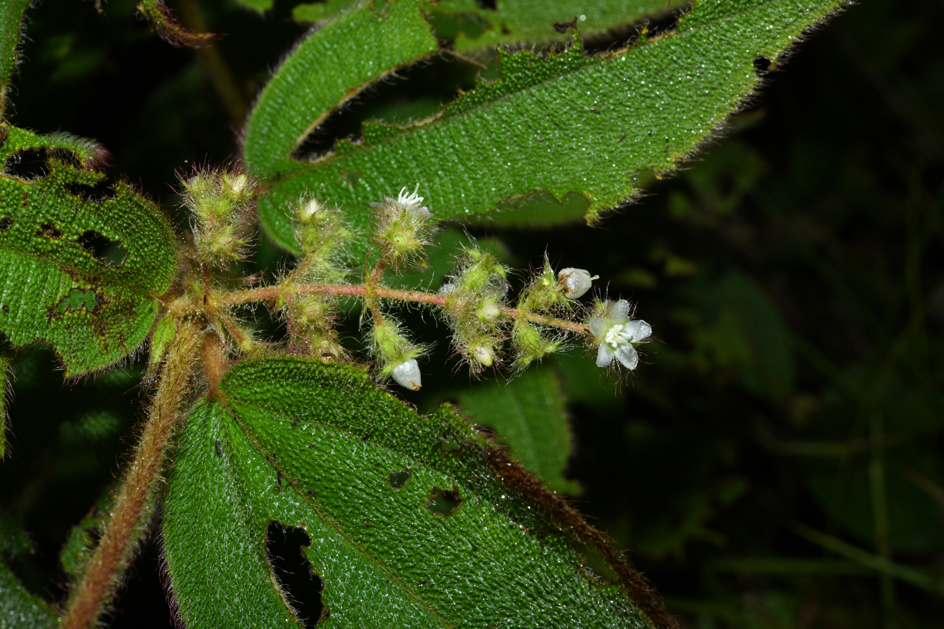 Miconia dependens (D.Don) Judd & Majure - Photo Bivouac Naturaliste
