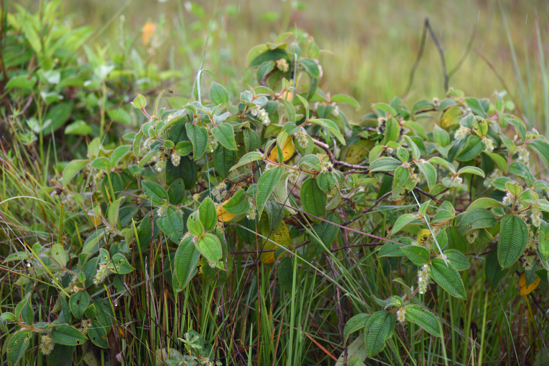 Miconia dependens (D.Don) Judd & Majure - Photo Bivouac Naturaliste