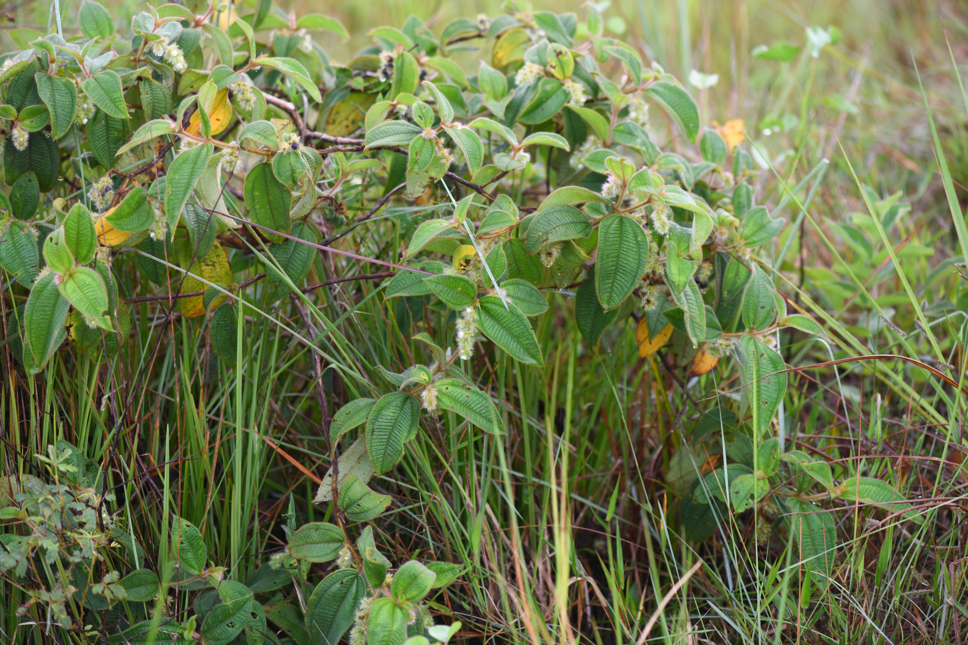 Miconia dependens (D.Don) Judd & Majure - Photo Bivouac Naturaliste