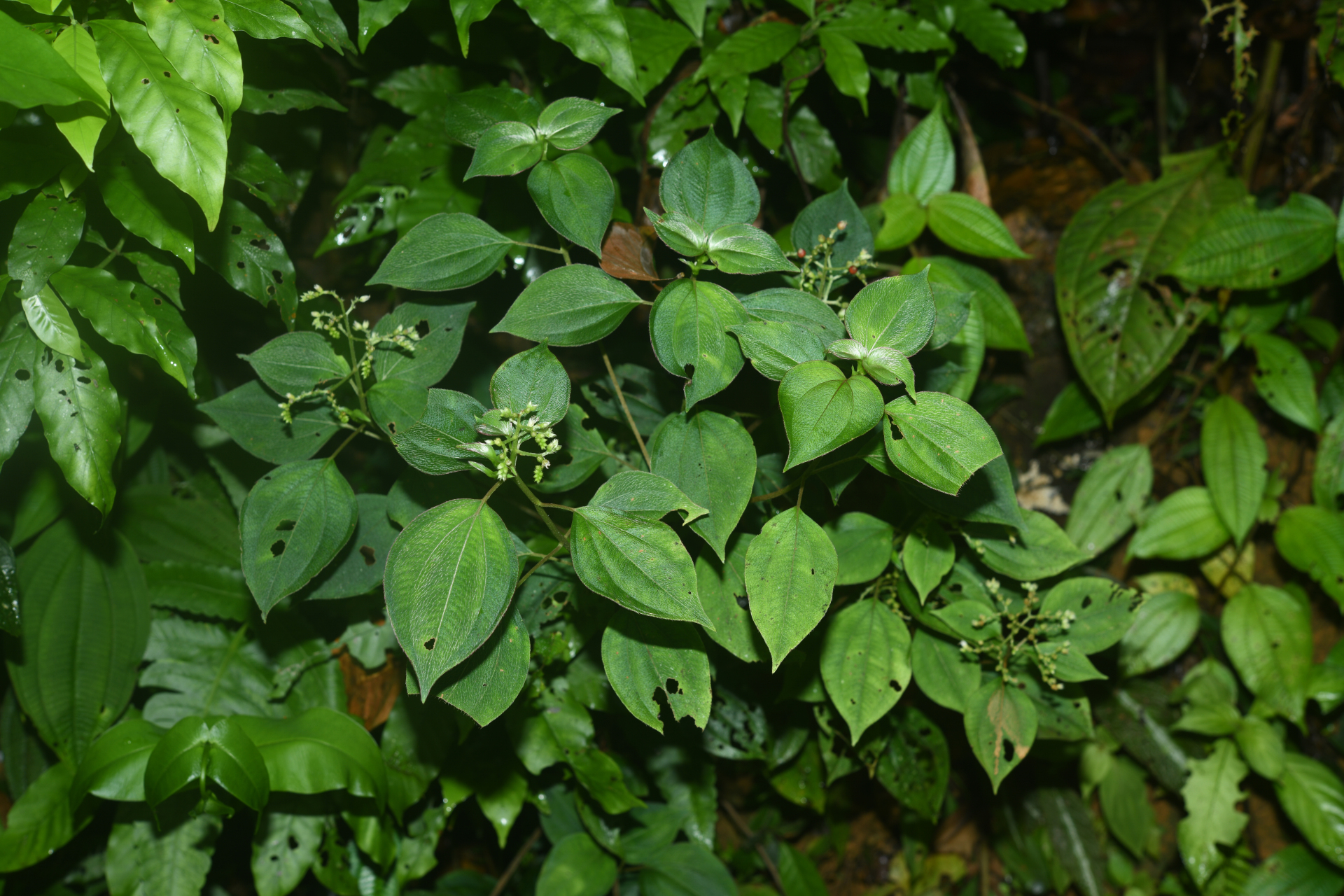 Miconia secundivaricata Ocampo & Almeda - Photo Bivouac Naturaliste