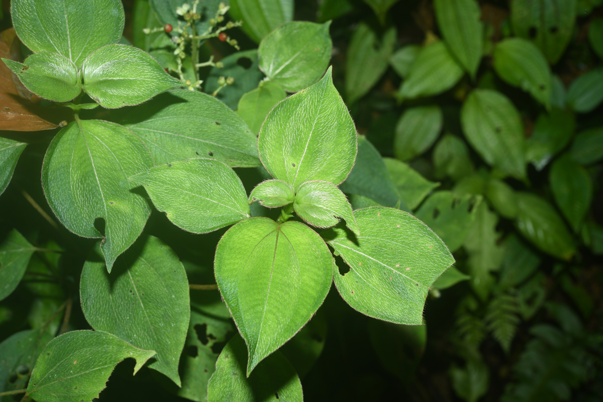 Miconia secundivaricata Ocampo & Almeda - Photo Bivouac Naturaliste
