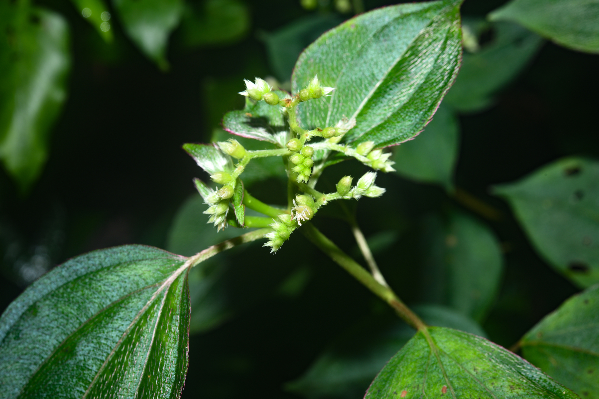 Miconia secundivaricata Ocampo & Almeda - Photo Bivouac Naturaliste
