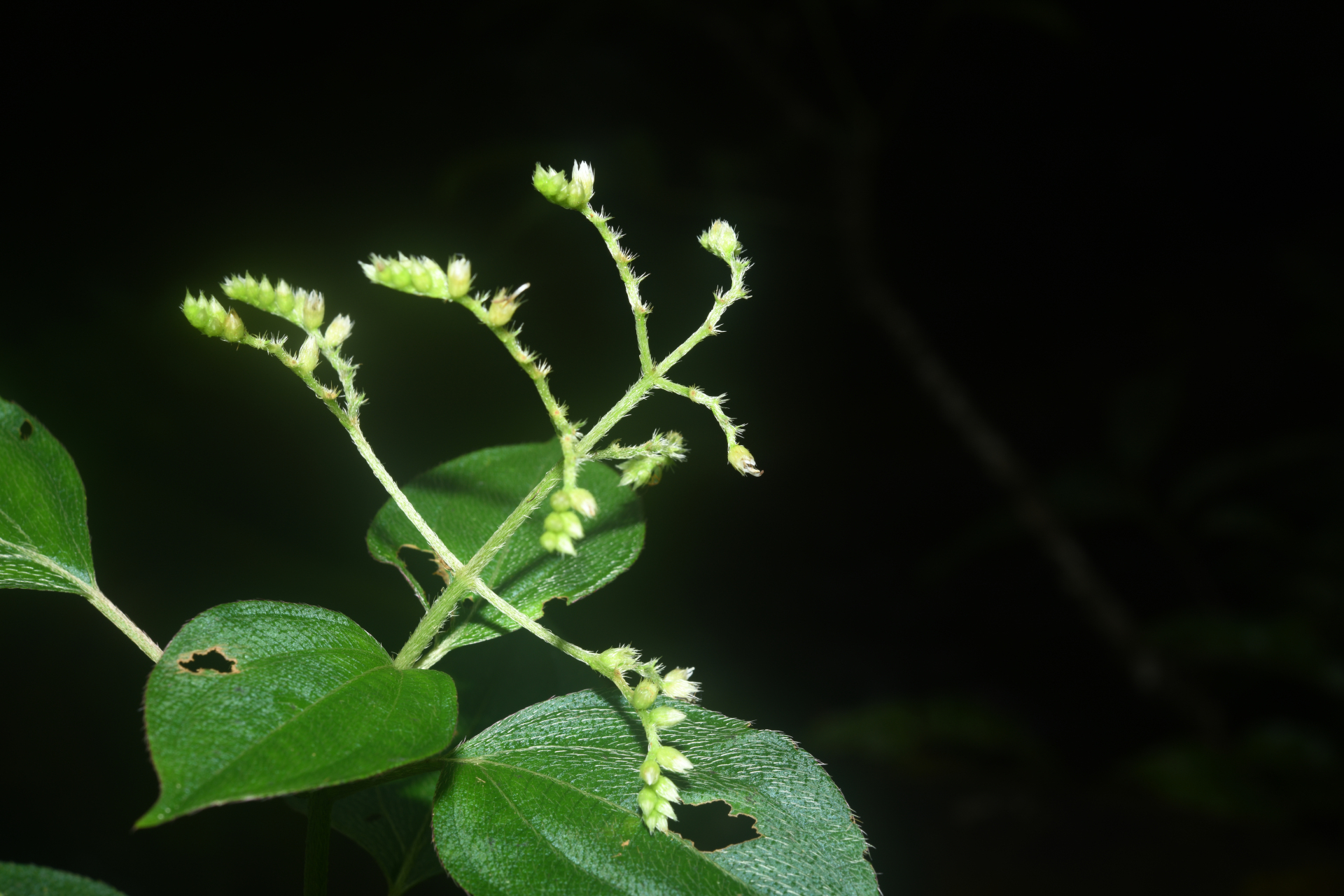 Miconia secundivaricata Ocampo & Almeda - Photo Bivouac Naturaliste
