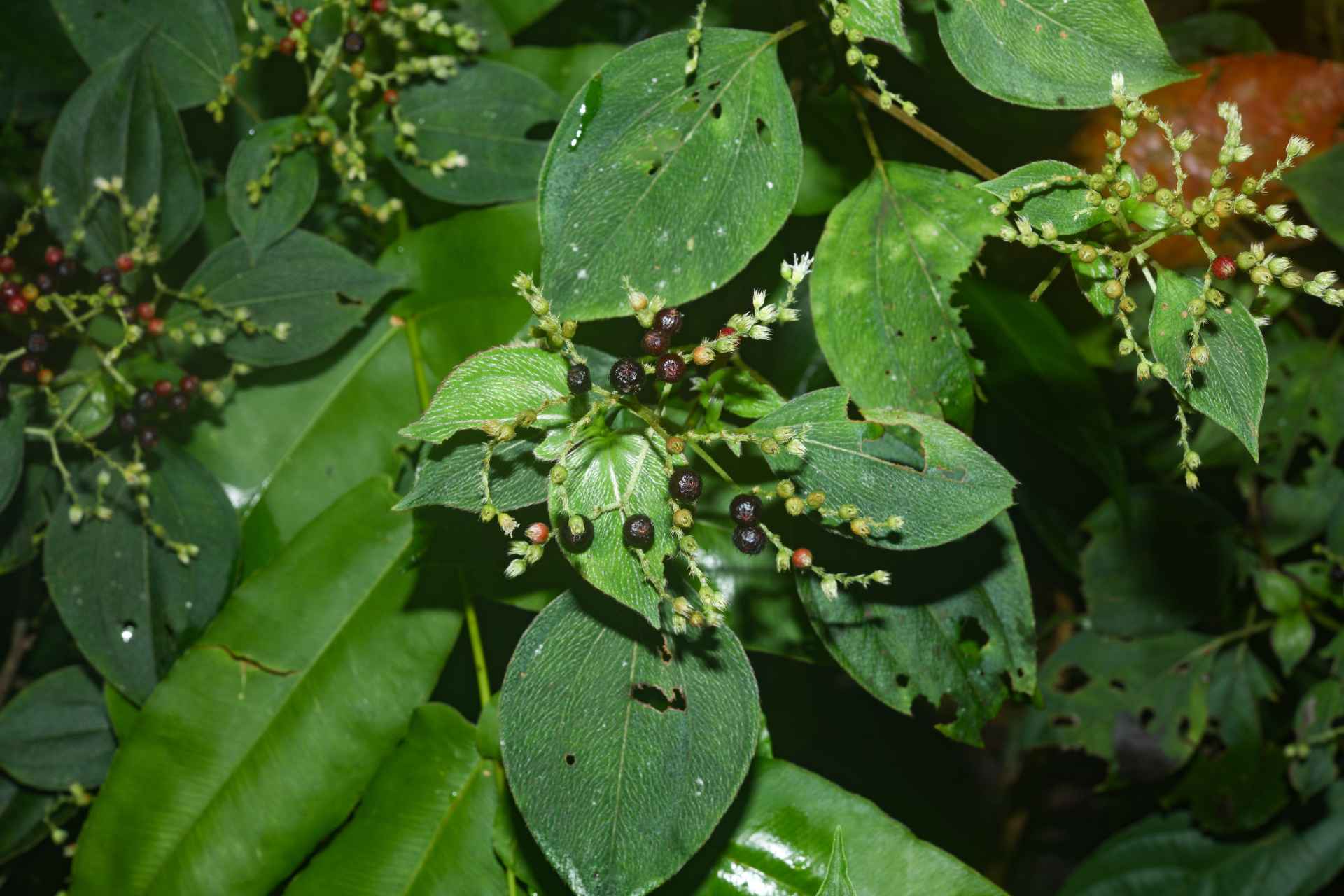 Miconia secundivaricata Ocampo & Almeda - Photo Bivouac Naturaliste