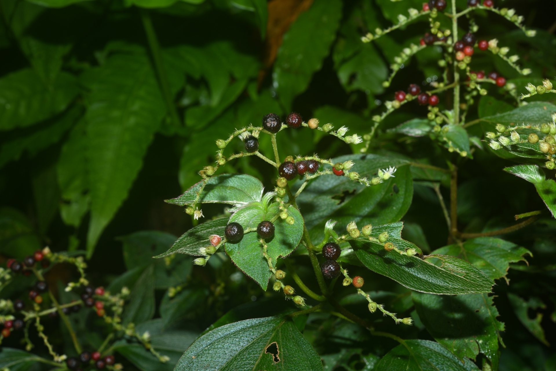 Miconia secundivaricata Ocampo & Almeda - Photo Bivouac Naturaliste