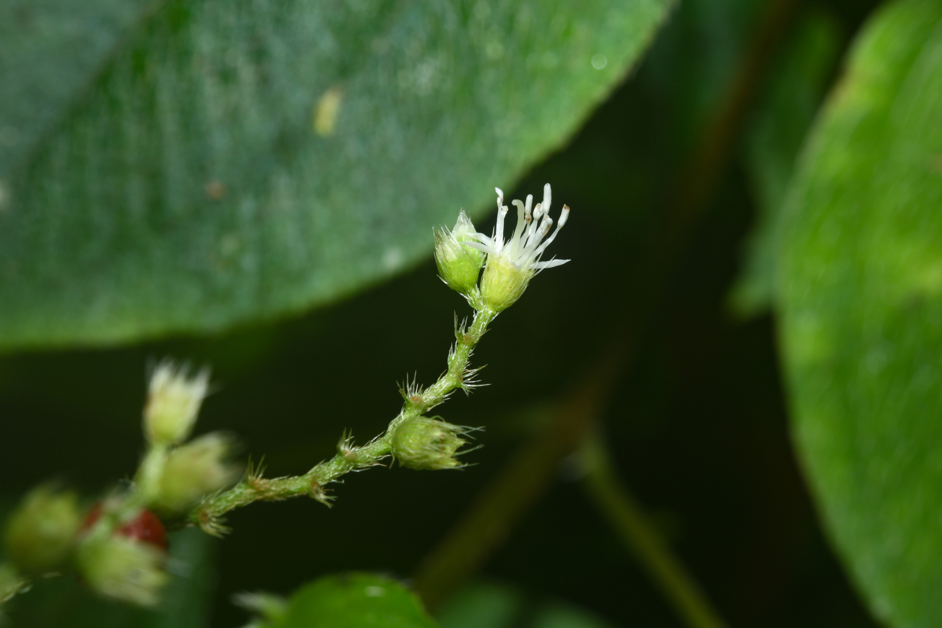 Miconia secundivaricata Ocampo & Almeda - Photo Bivouac Naturaliste
