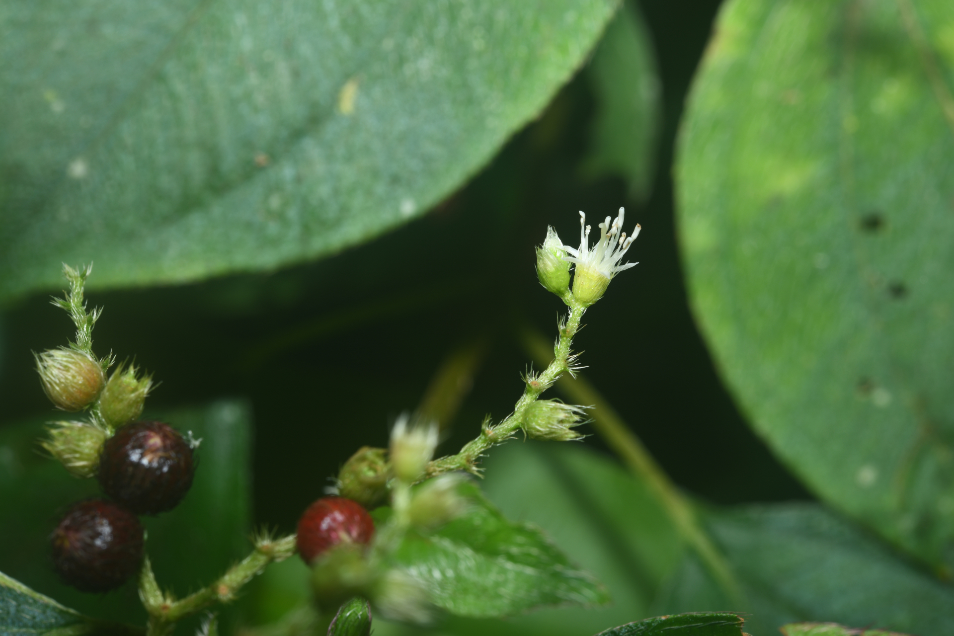 Miconia secundivaricata Ocampo & Almeda - Photo Bivouac Naturaliste