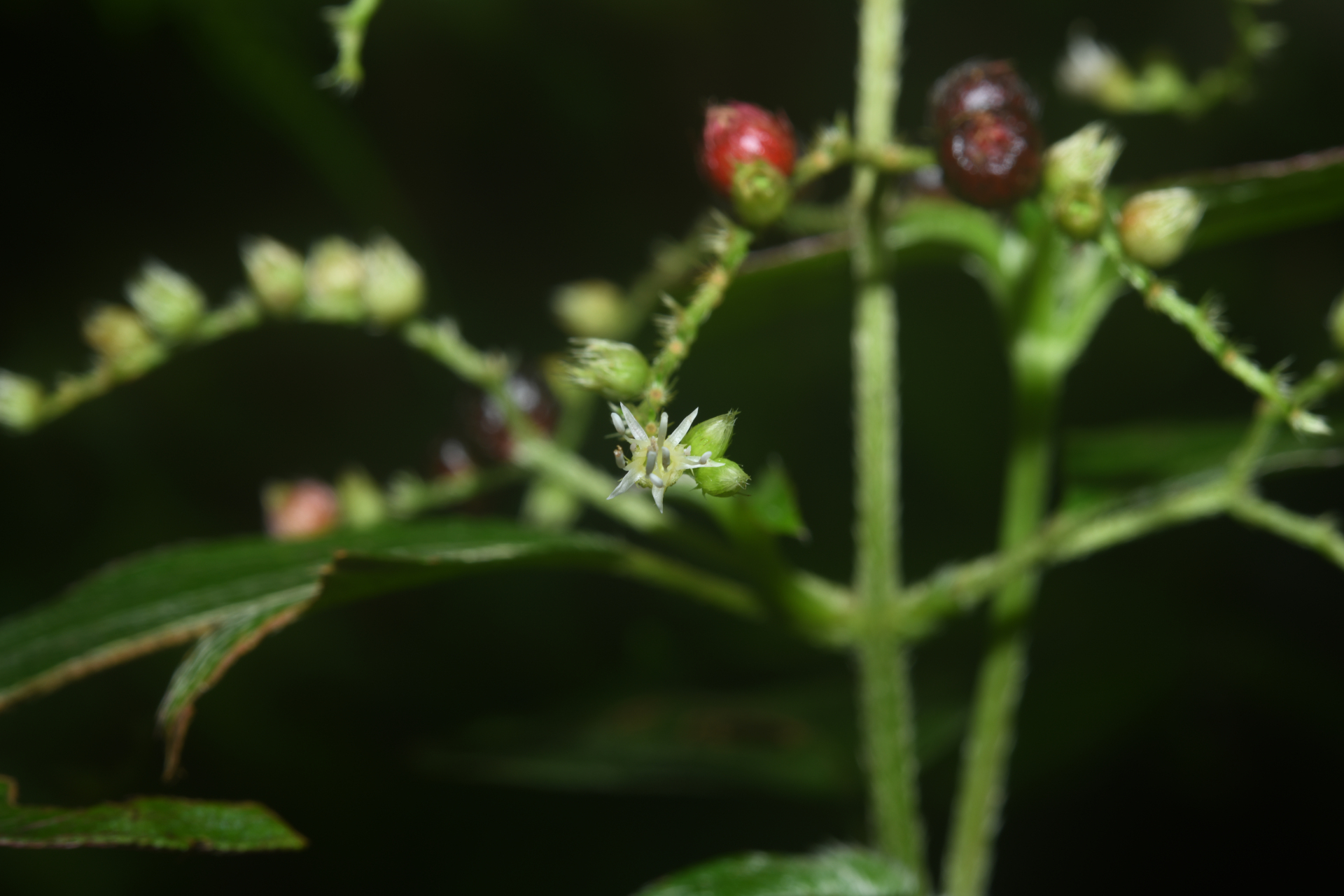 Miconia secundivaricata Ocampo & Almeda - Photo Bivouac Naturaliste