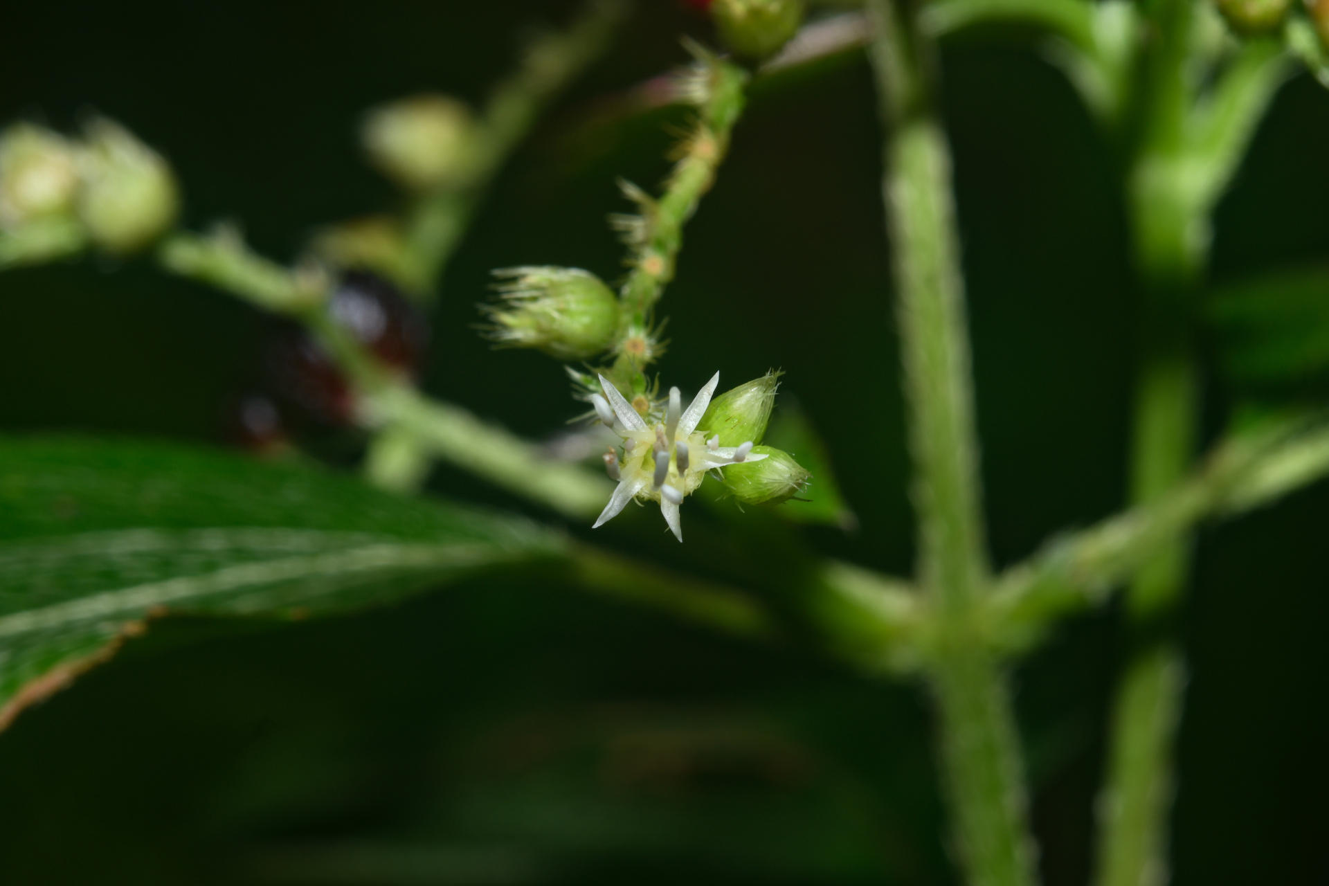 Miconia secundivaricata Ocampo & Almeda - Photo Bivouac Naturaliste