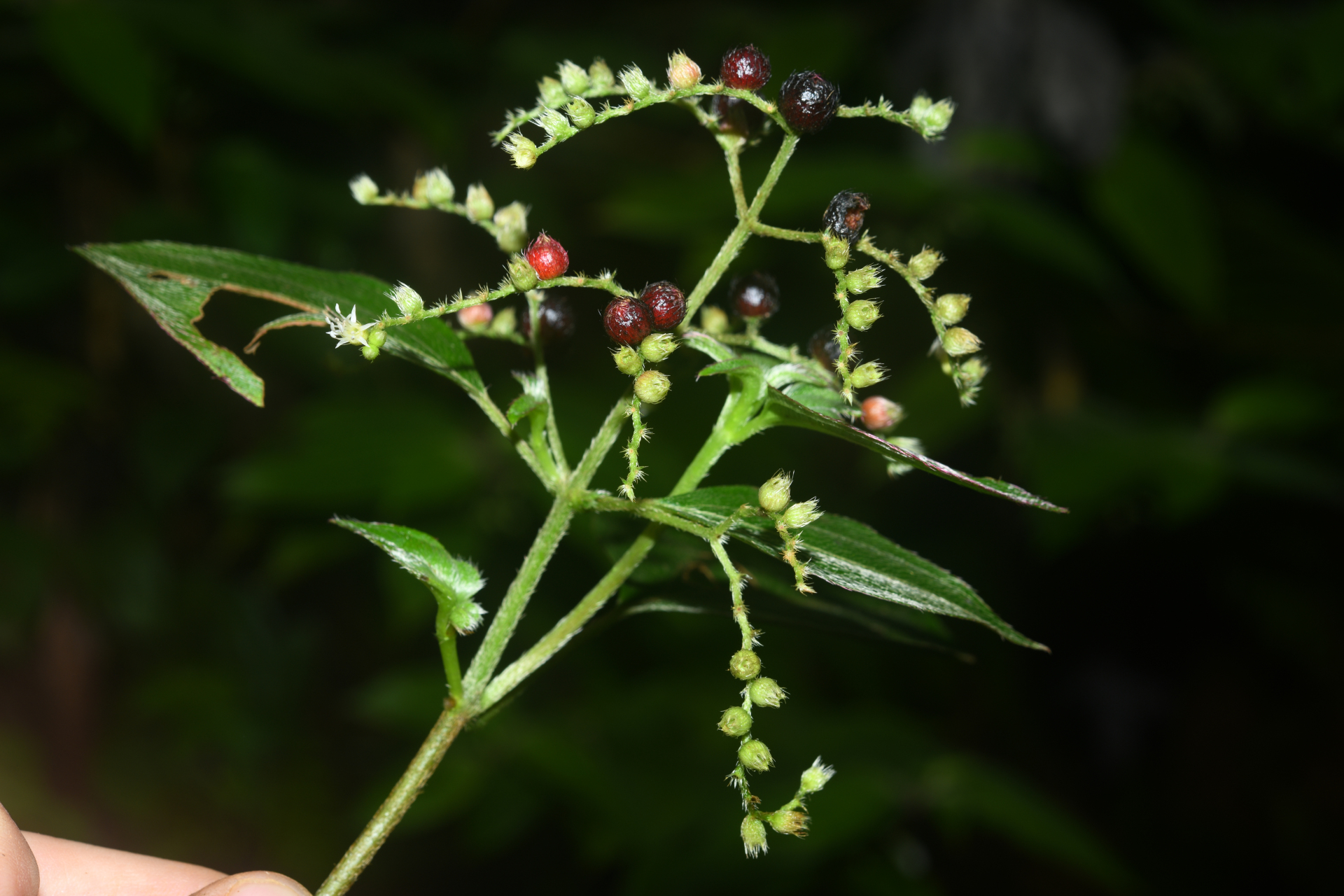 Miconia secundivaricata Ocampo & Almeda - Photo Bivouac Naturaliste