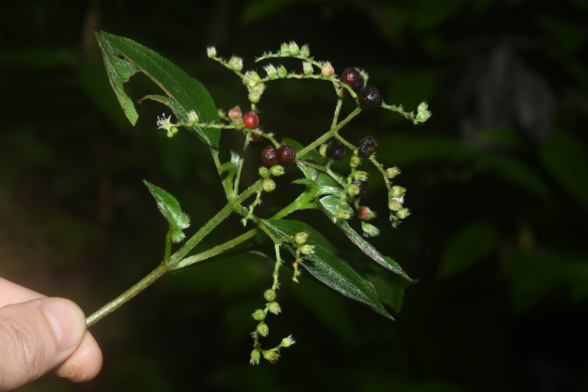 Miconia secundivaricata Ocampo & Almeda - Photo Bivouac Naturaliste