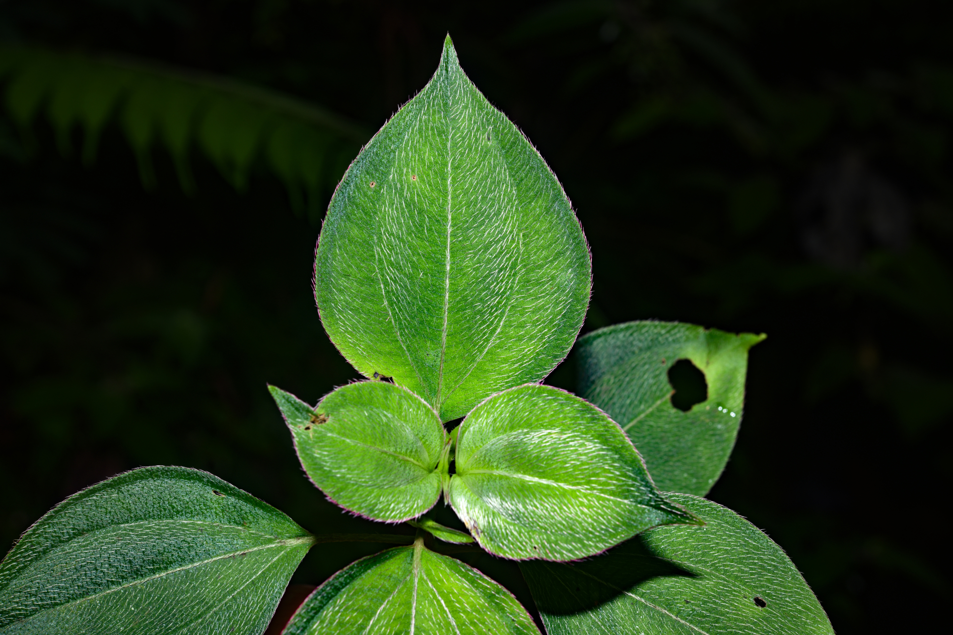 Miconia secundivaricata Ocampo & Almeda - Photo Bivouac Naturaliste