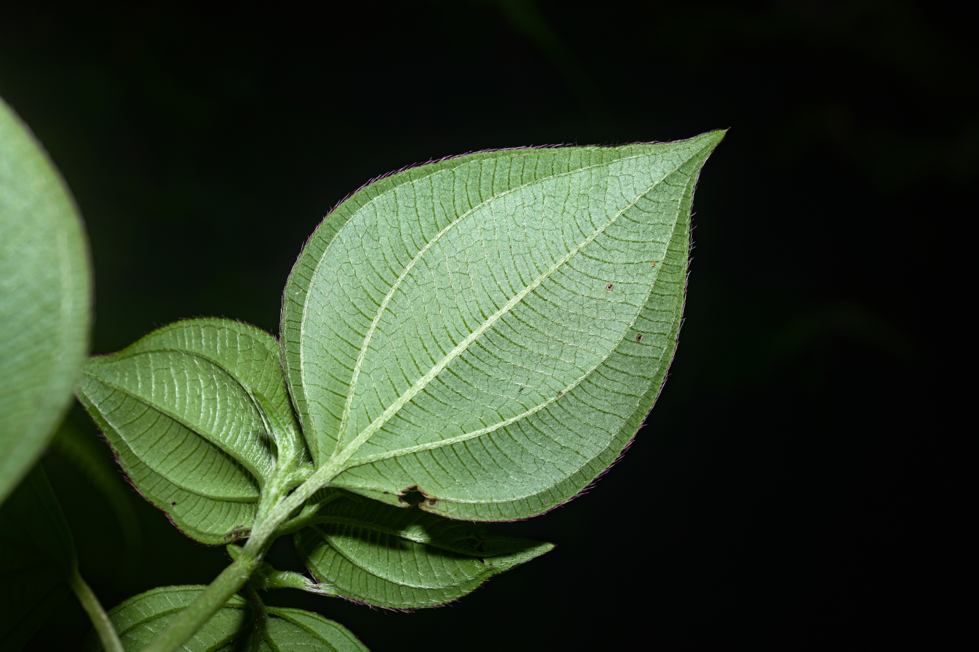 Miconia secundivaricata Ocampo & Almeda - Photo Bivouac Naturaliste