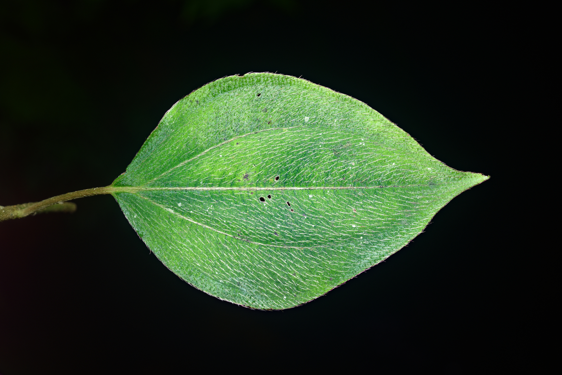 Miconia secundivaricata Ocampo & Almeda - Photo Bivouac Naturaliste