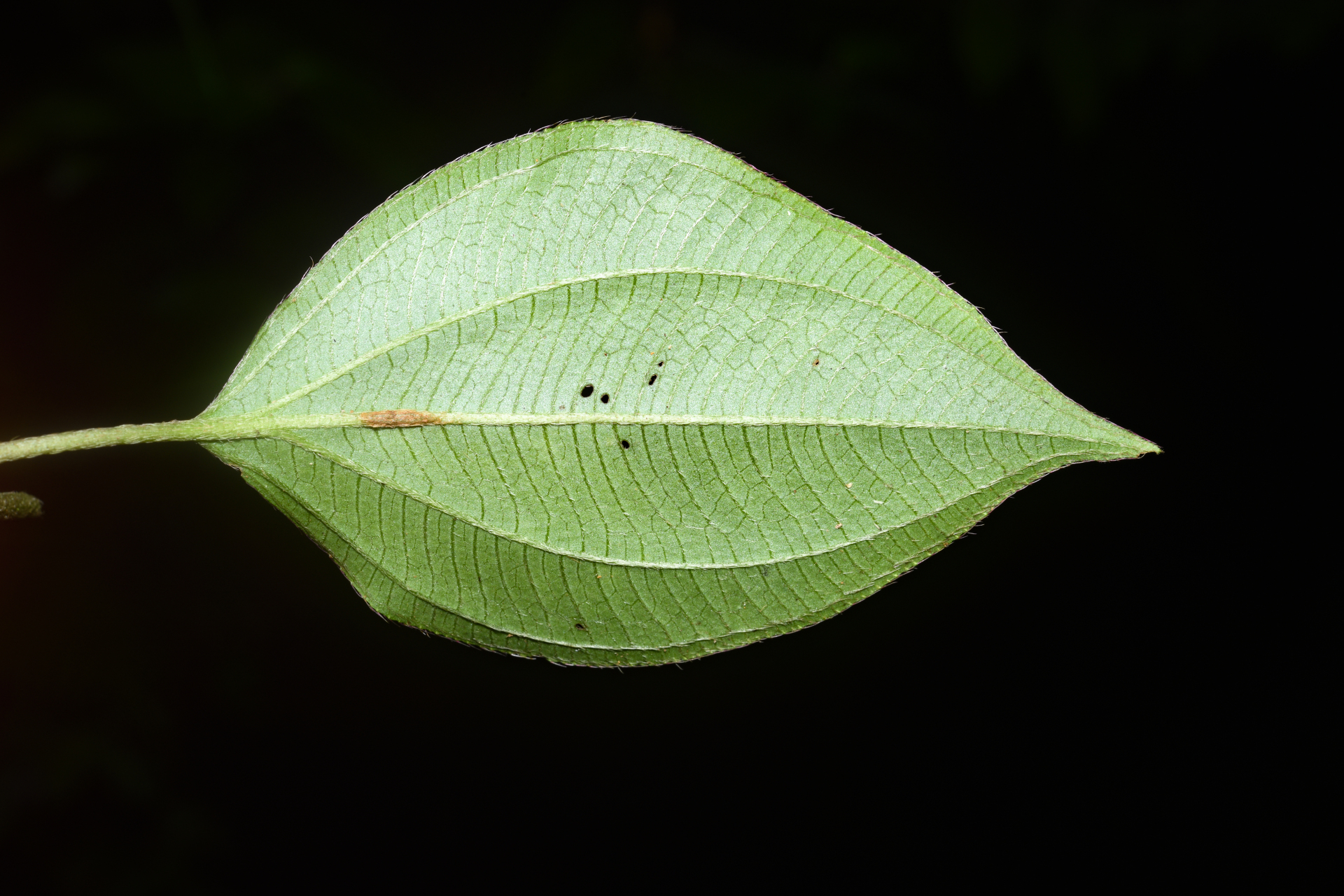 Miconia secundivaricata Ocampo & Almeda - Photo Bivouac Naturaliste