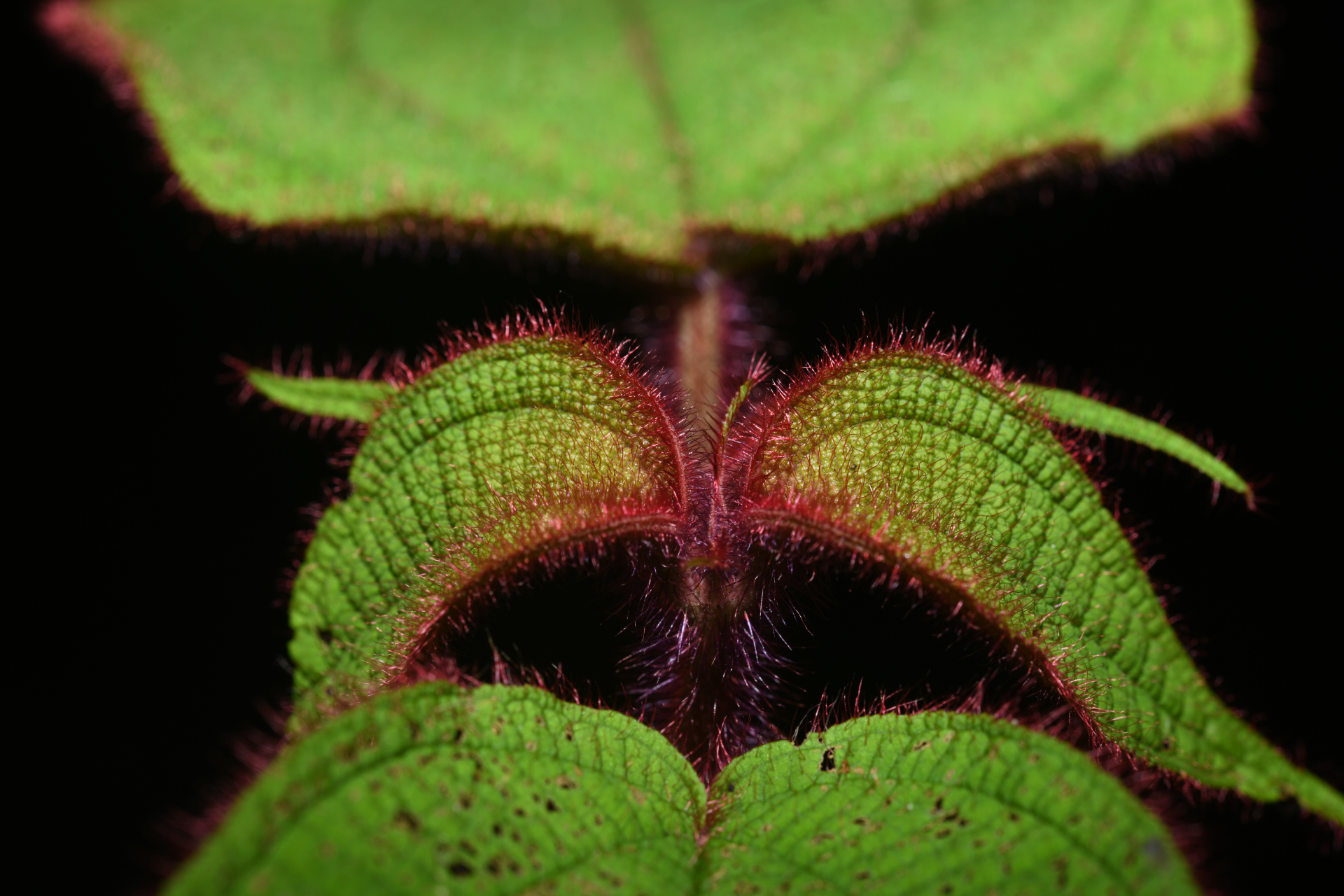 Miconia saulensis (Wurdack) Michelang. - Photo Bivouac Naturaliste