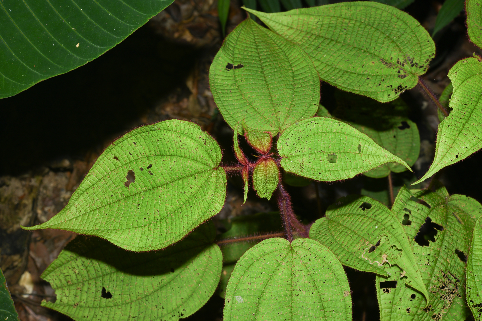 Miconia saulensis (Wurdack) Michelang. - Photo Bivouac Naturaliste