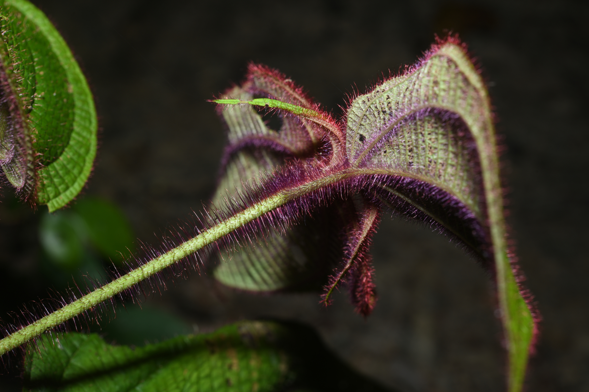 Miconia saulensis (Wurdack) Michelang. - Photo Bivouac Naturaliste